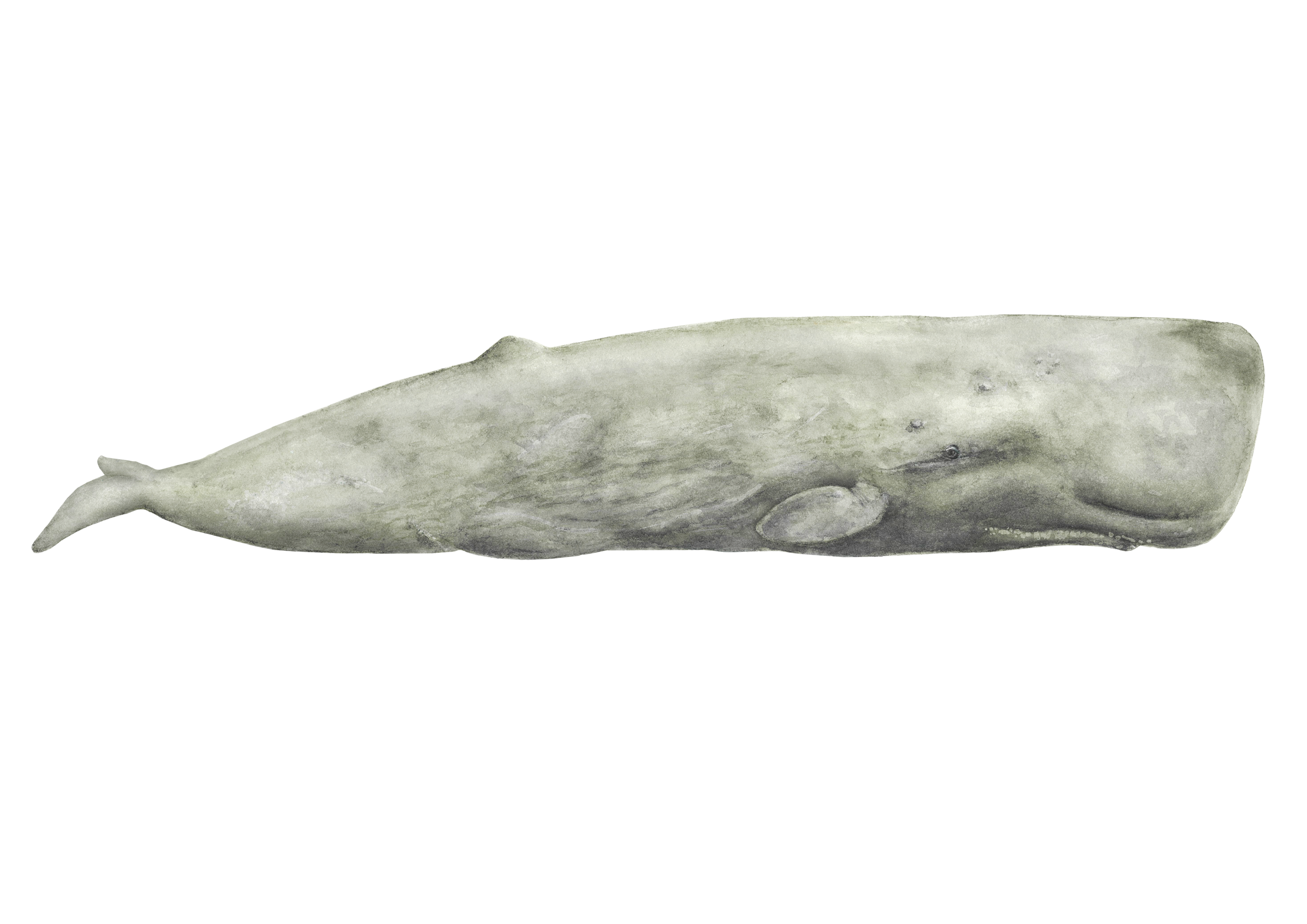final sperm.png