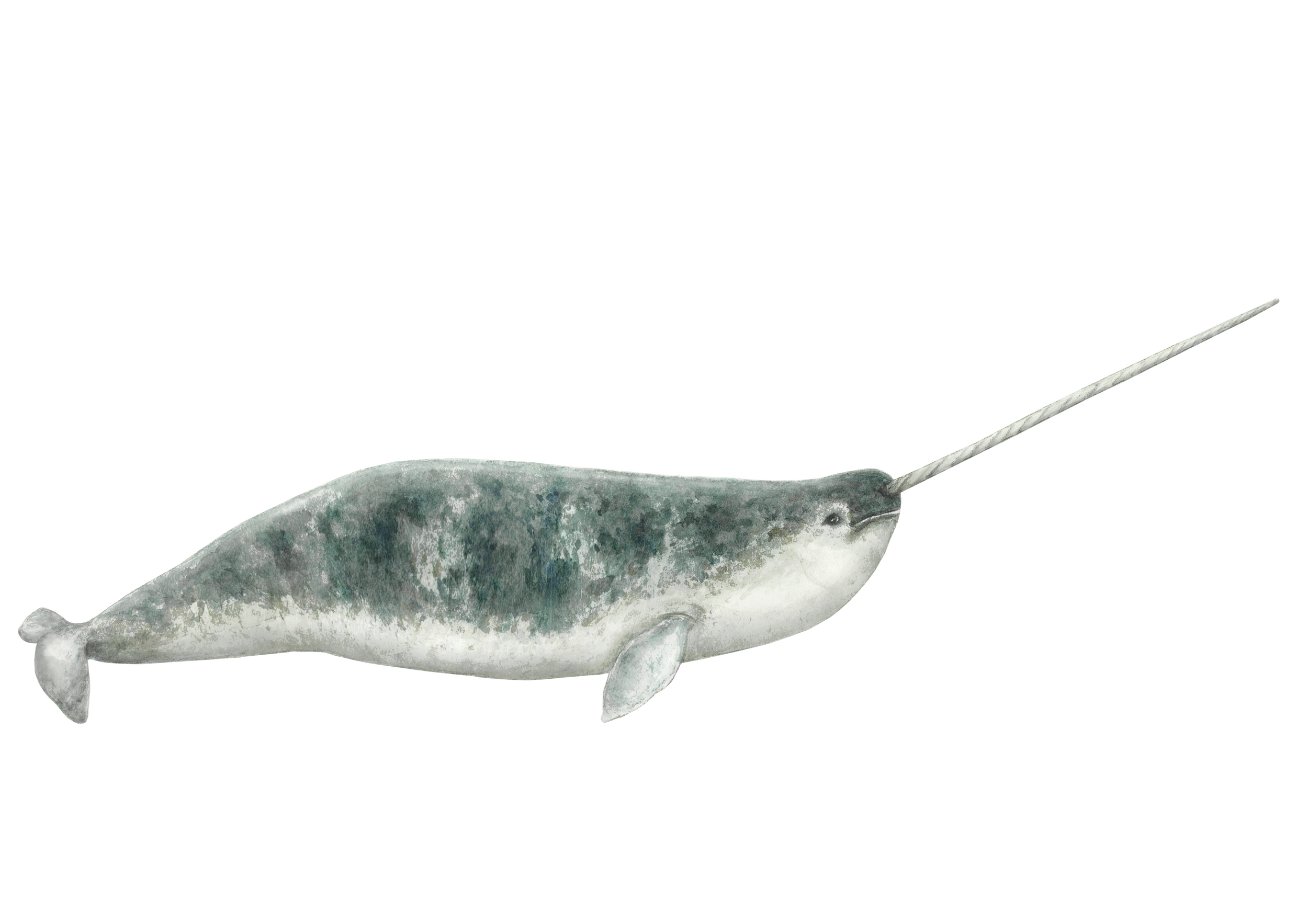 final narwhal.png