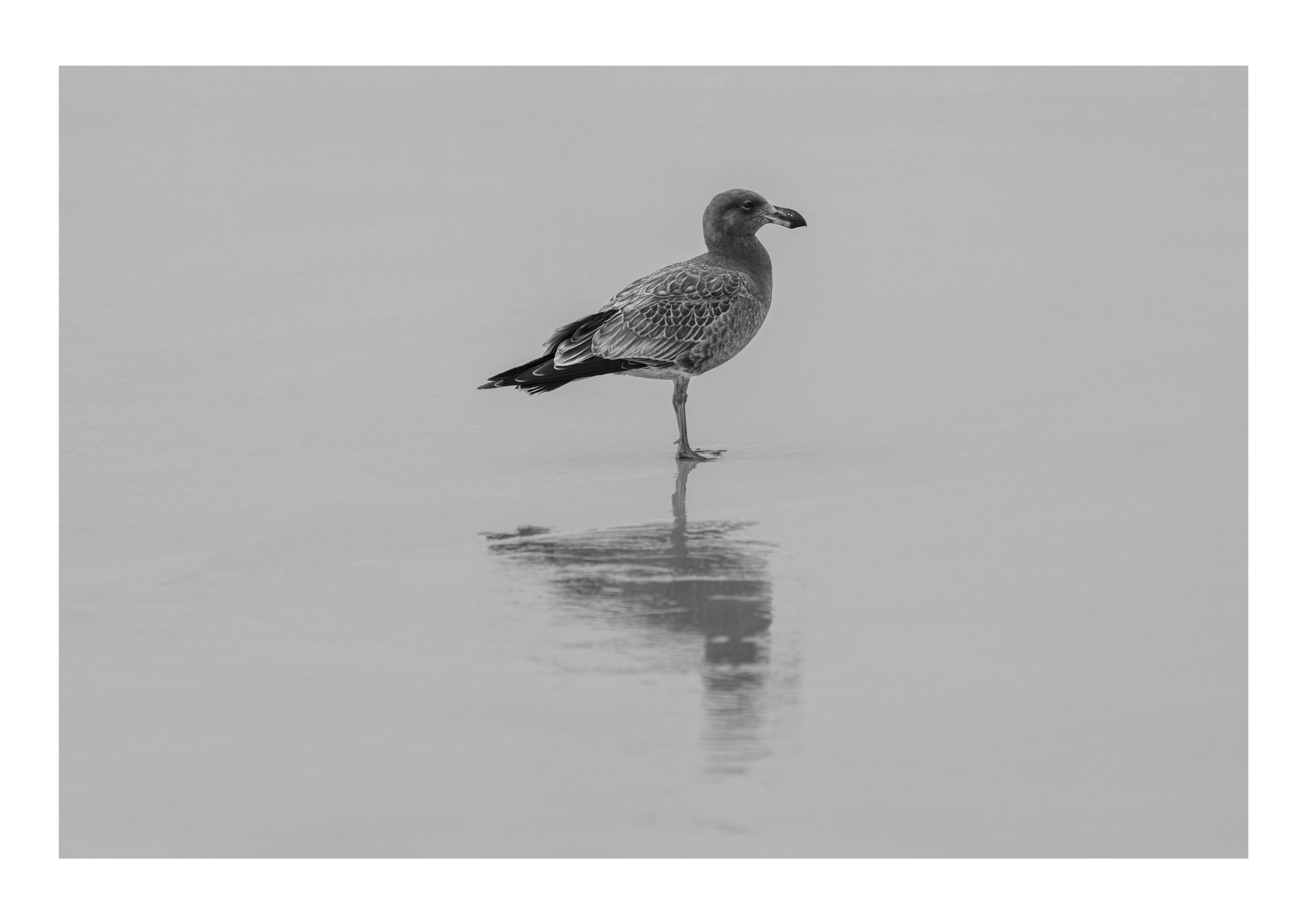 Gunnamatta Beach Bird I