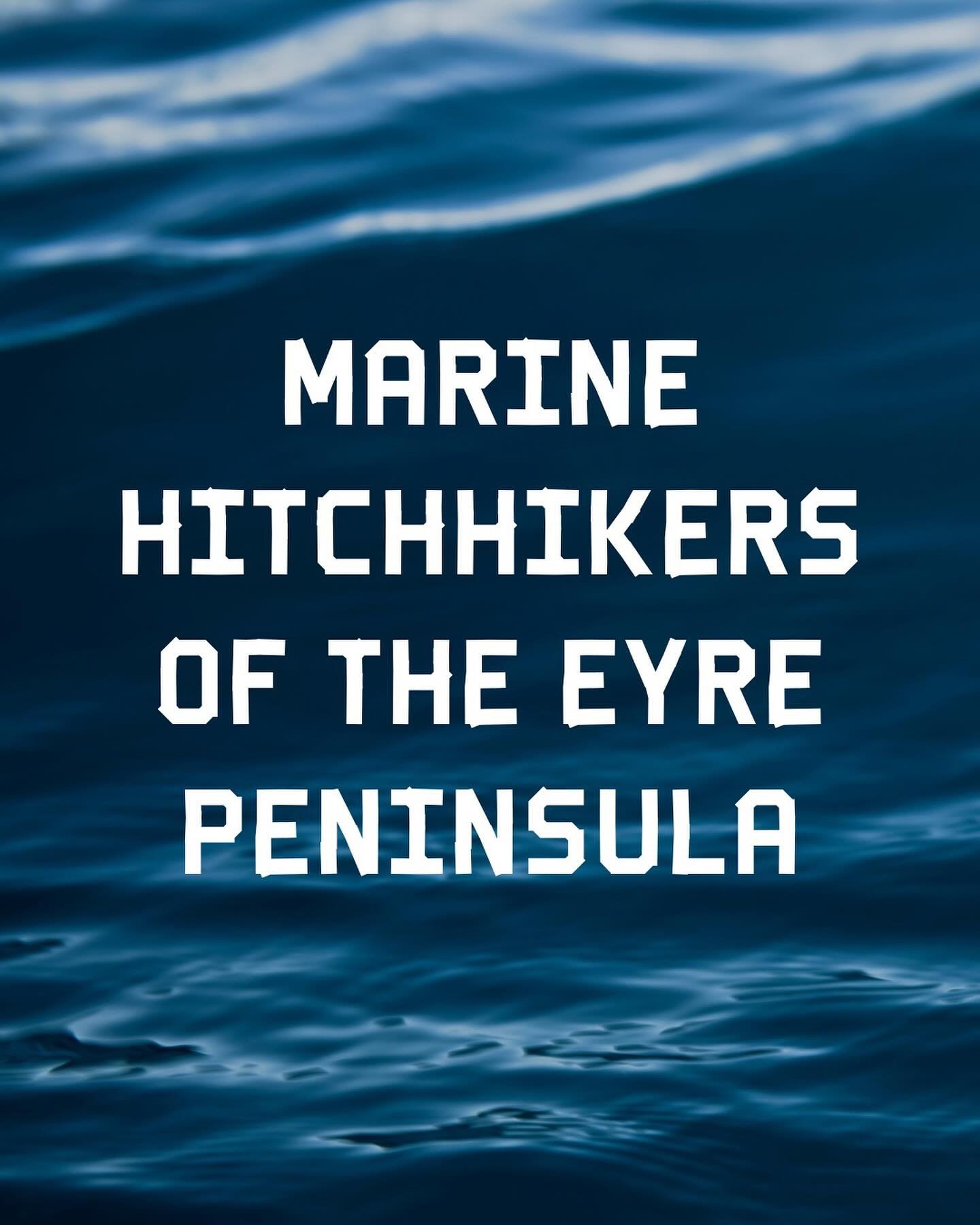 Join us on January 22nd for a night of informative presentations about invasive marine species of the western Spencer Gulf. Learn more about these species, and how to recognise and record when seen in your local waters. 

Presentations include:
7:00 
