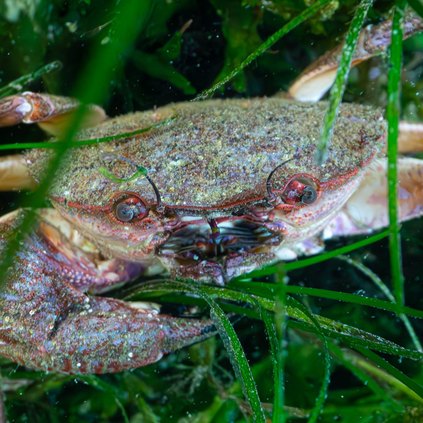 A rough rock crab found at Mount Dutton Bay 🦀 ⁠
These guys are common &amp; are active during the day, so we see a lot of them on our dives!
