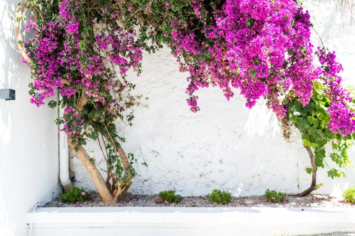 sierra-nirvarna-spain-retreat-flowers.jpg
