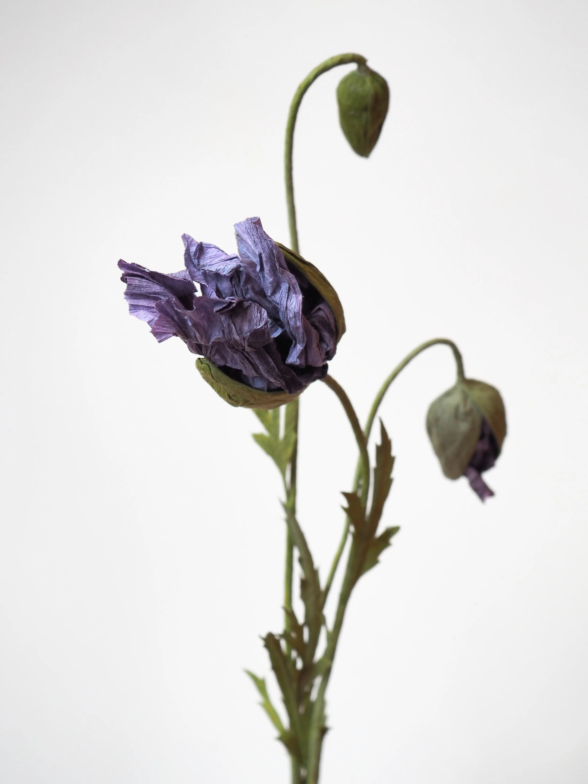 P2200782 - Edited.jpg