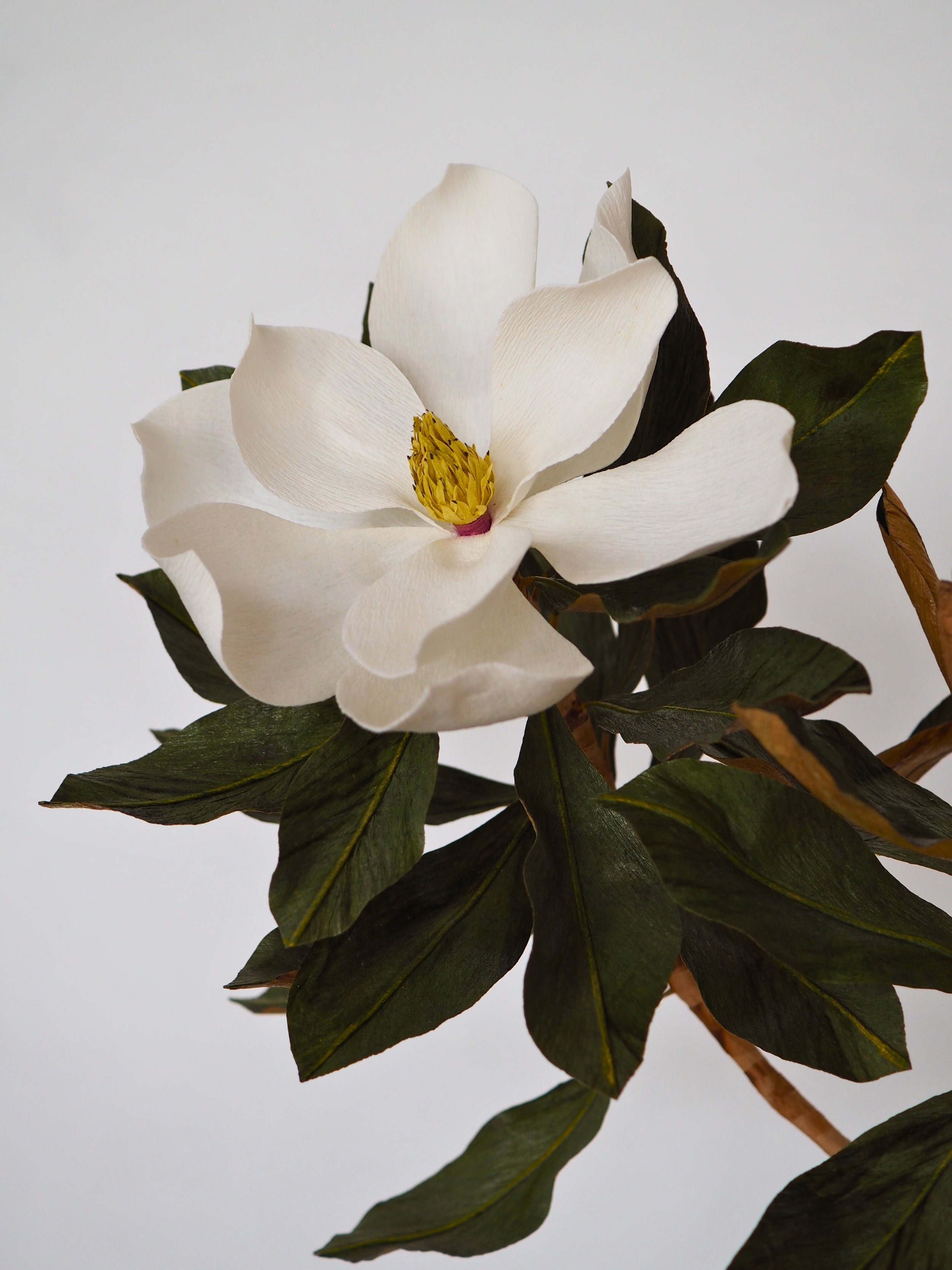 magnolia 10.jpg