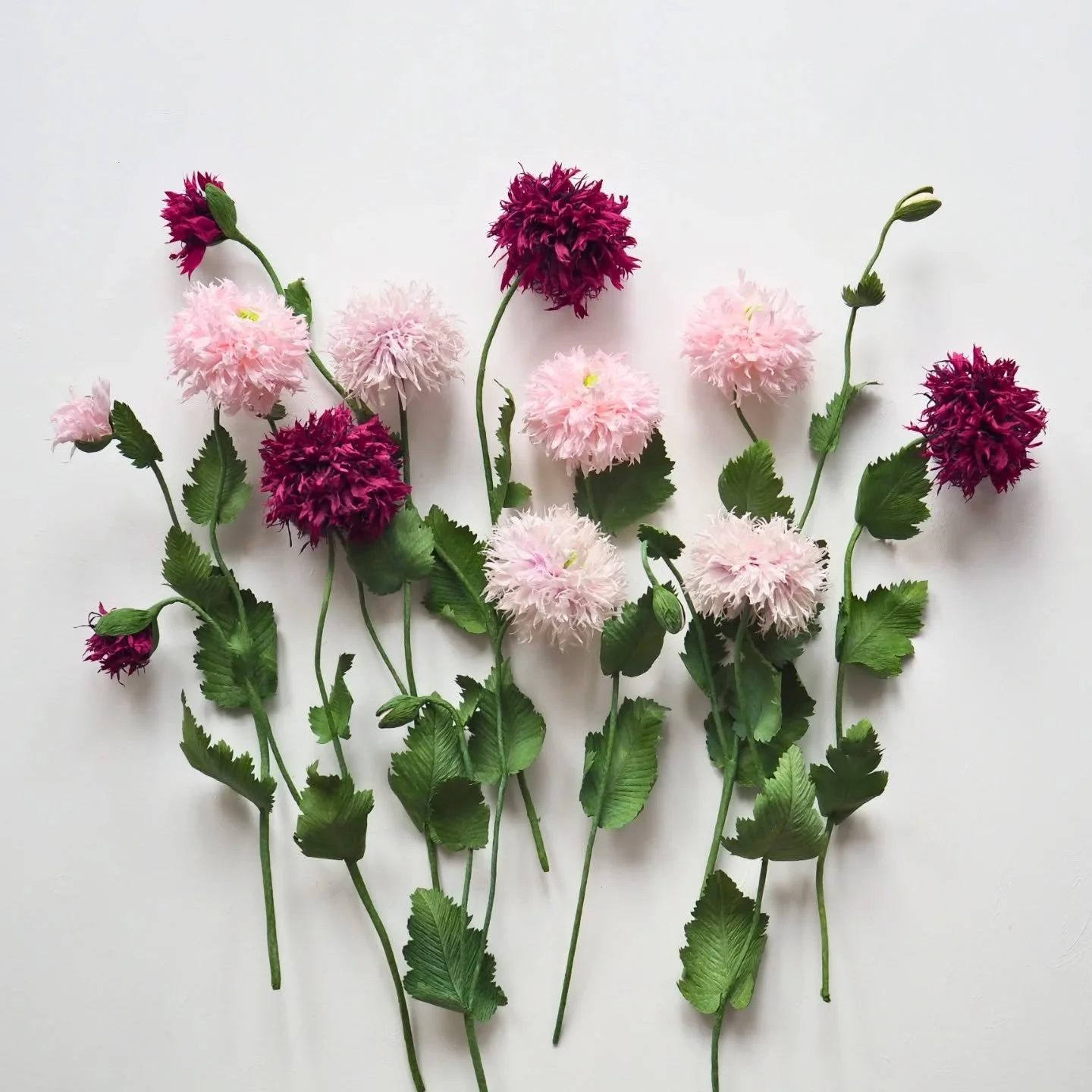Paper Pom Pom Poppies ✨

Made with 180gr @cartotecnicarossi crepe paper ✨

#paperbotanicals #papirblomster #papierblumen #paperflowers #papiercrepon #papercrafts #paperpoppies #pompompoppy #crepepaper #crepepaperart #crepepaperflowers #crepeblomster 
