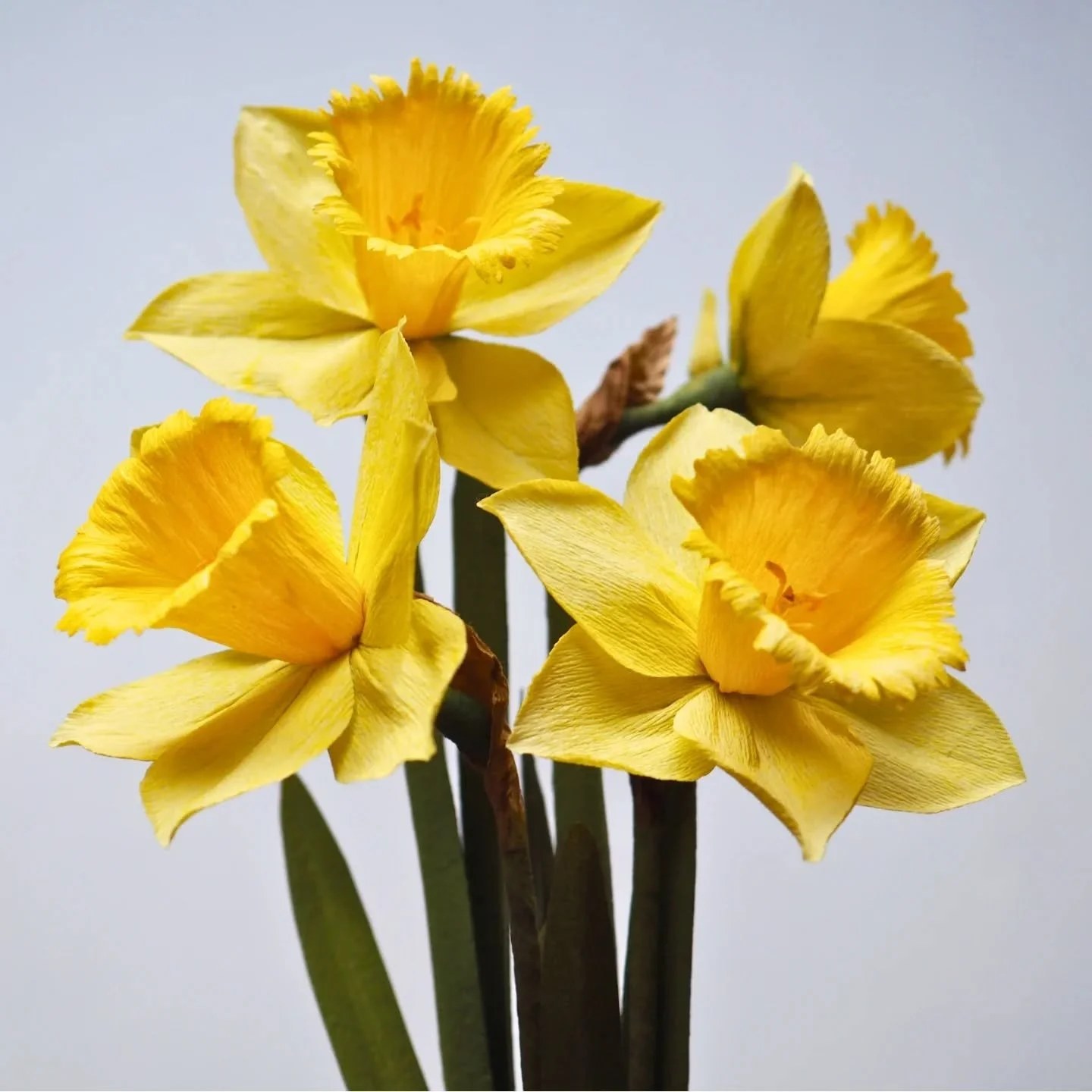 Paper Daffodils ✂️ 

These lovely sunshine flowers were part of a special commission I had the honor to work on last month 💛

Made with hand painted Gloria Doublette crepe paper 

#paperbotanicals #paperflowers #yellowdaffodils #paperdaffodils #hand