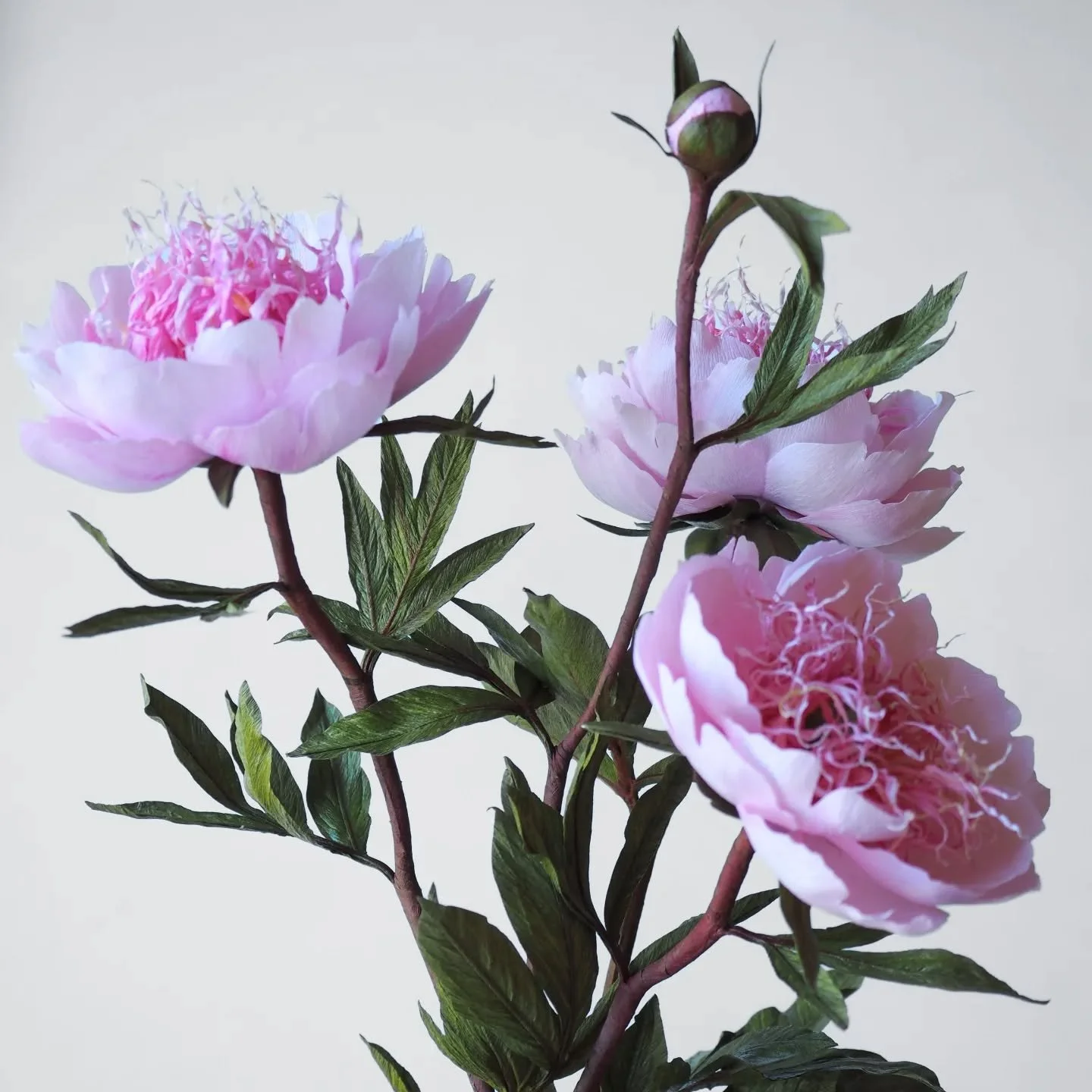Peony "Do Tell", next video course in the making ✨

A sneak peak into what you can learn to make with my next video course 🩷 I'm ready to start filming next week, so not long now 🤞🏻

#paperpeony #peonydotell #handmadeflowers #papercraftc