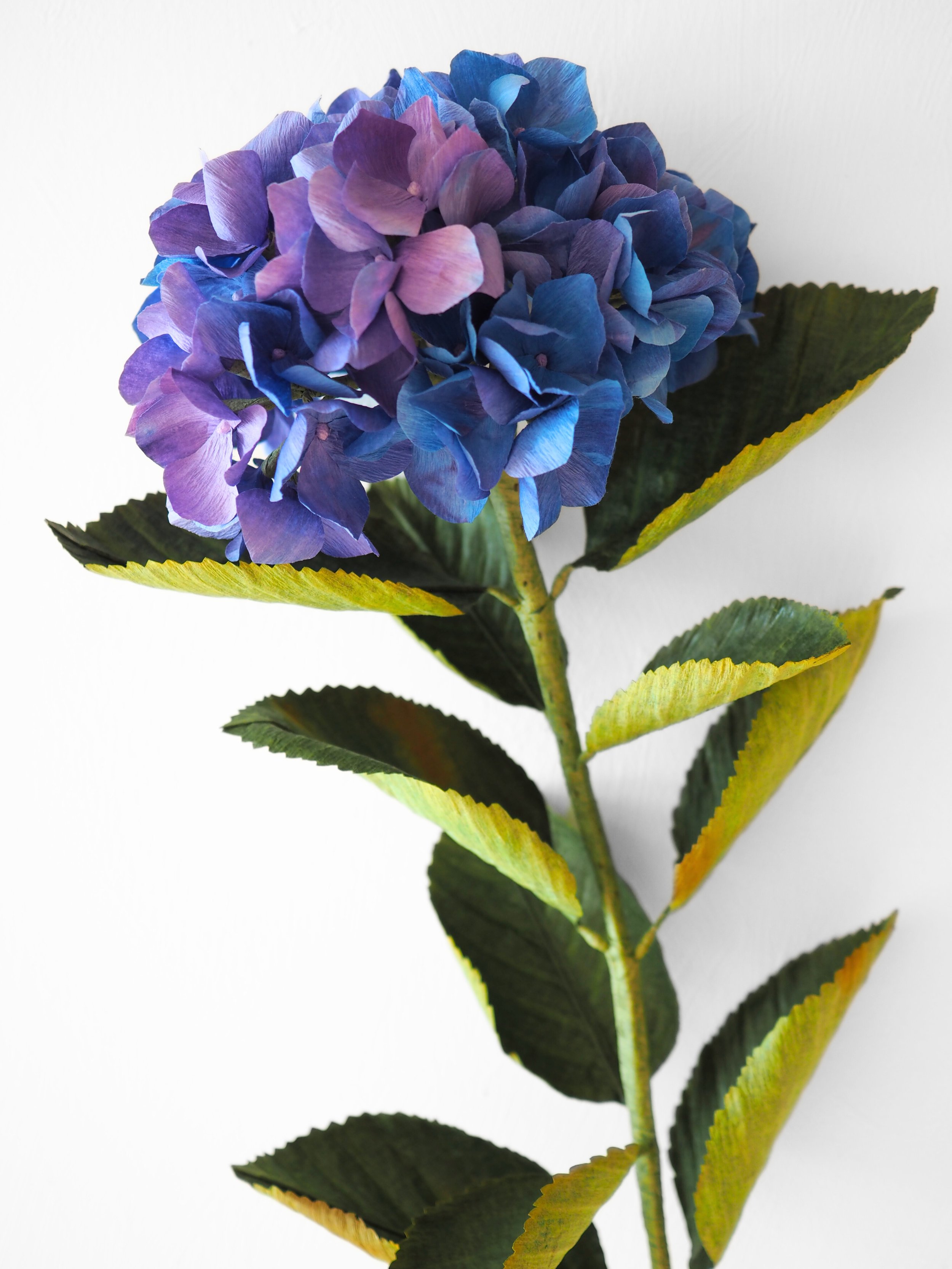 A colorful hydrangea flower with purple and blue petals and green leaves against a white background.