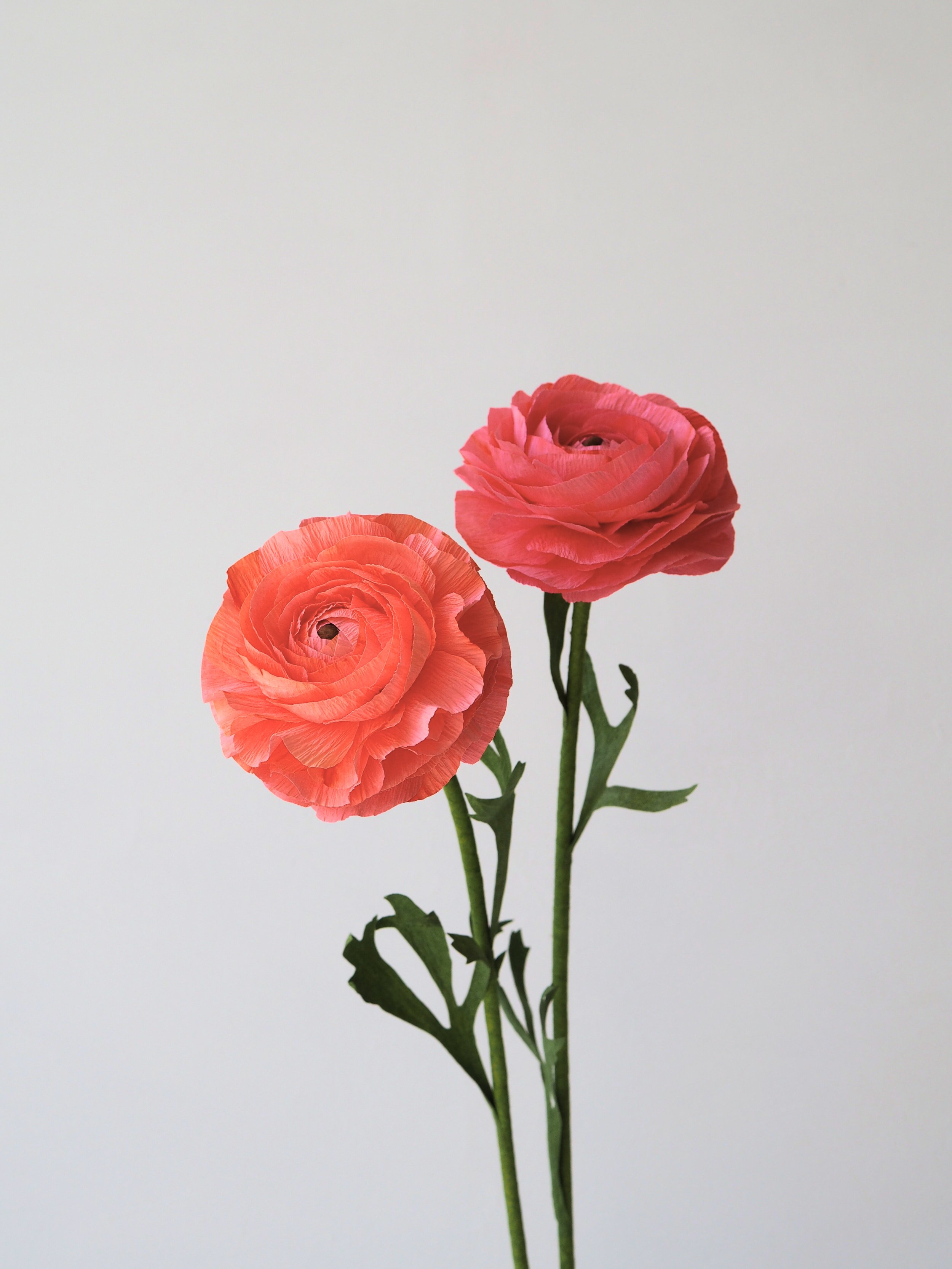 Two coral pink ranunculus flowers with green stems and leaves against a plain white background.