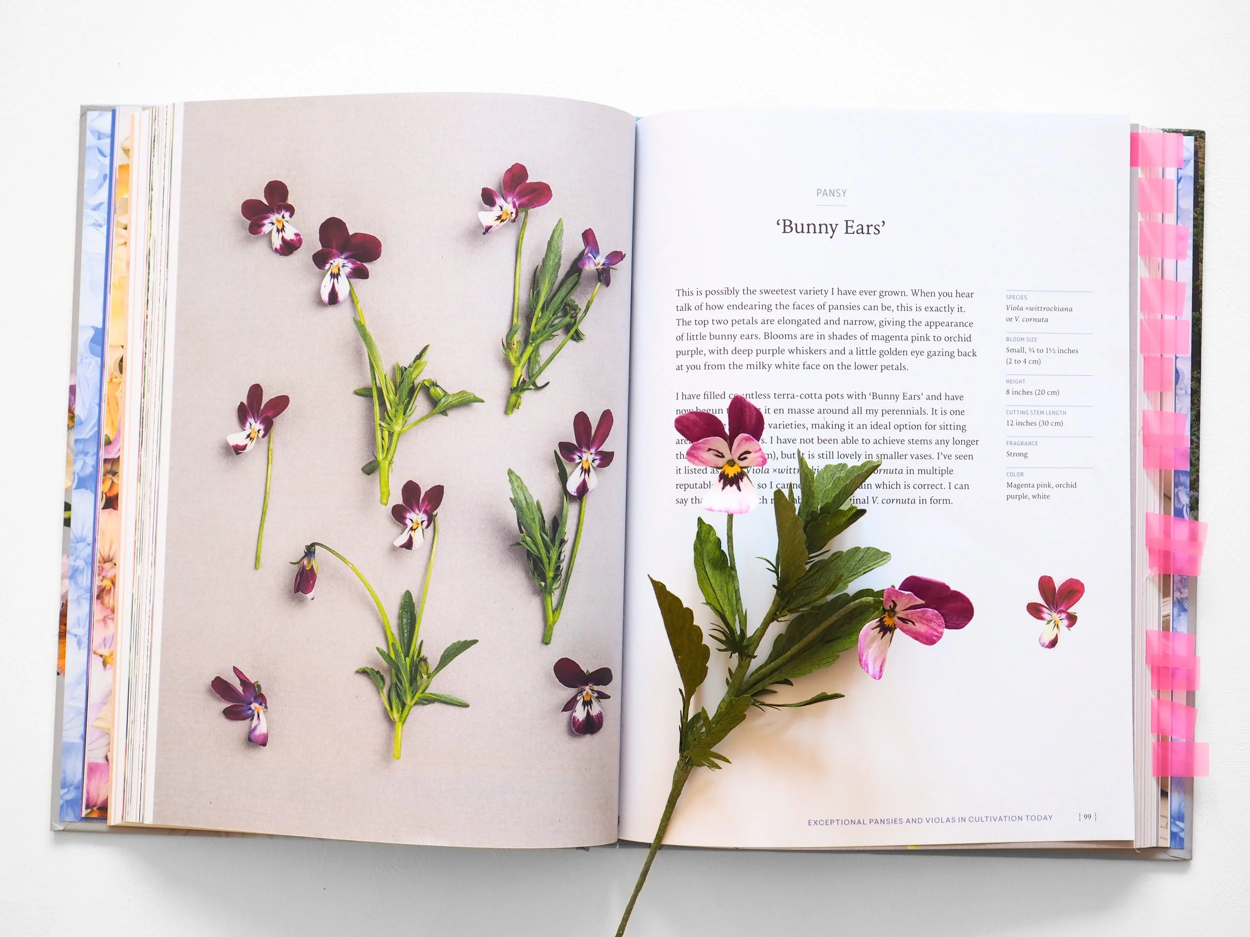 Open book with flower specimen on the left page, showing dark pink and white viola flowers, and text about bunny ears violets on the right page, with pink tab markers on the right edge.