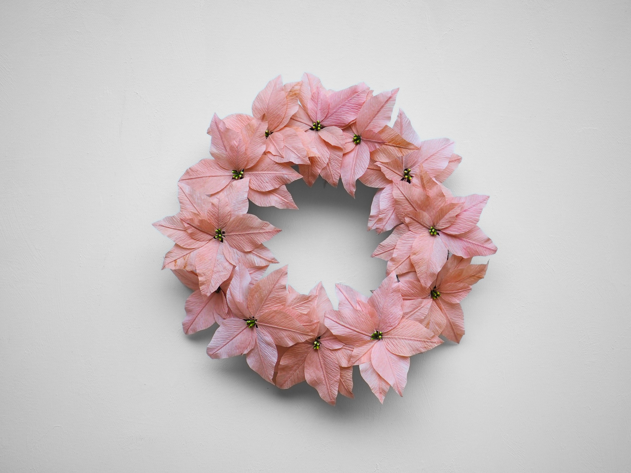 Pink poinsettia flower wreath on a white background.