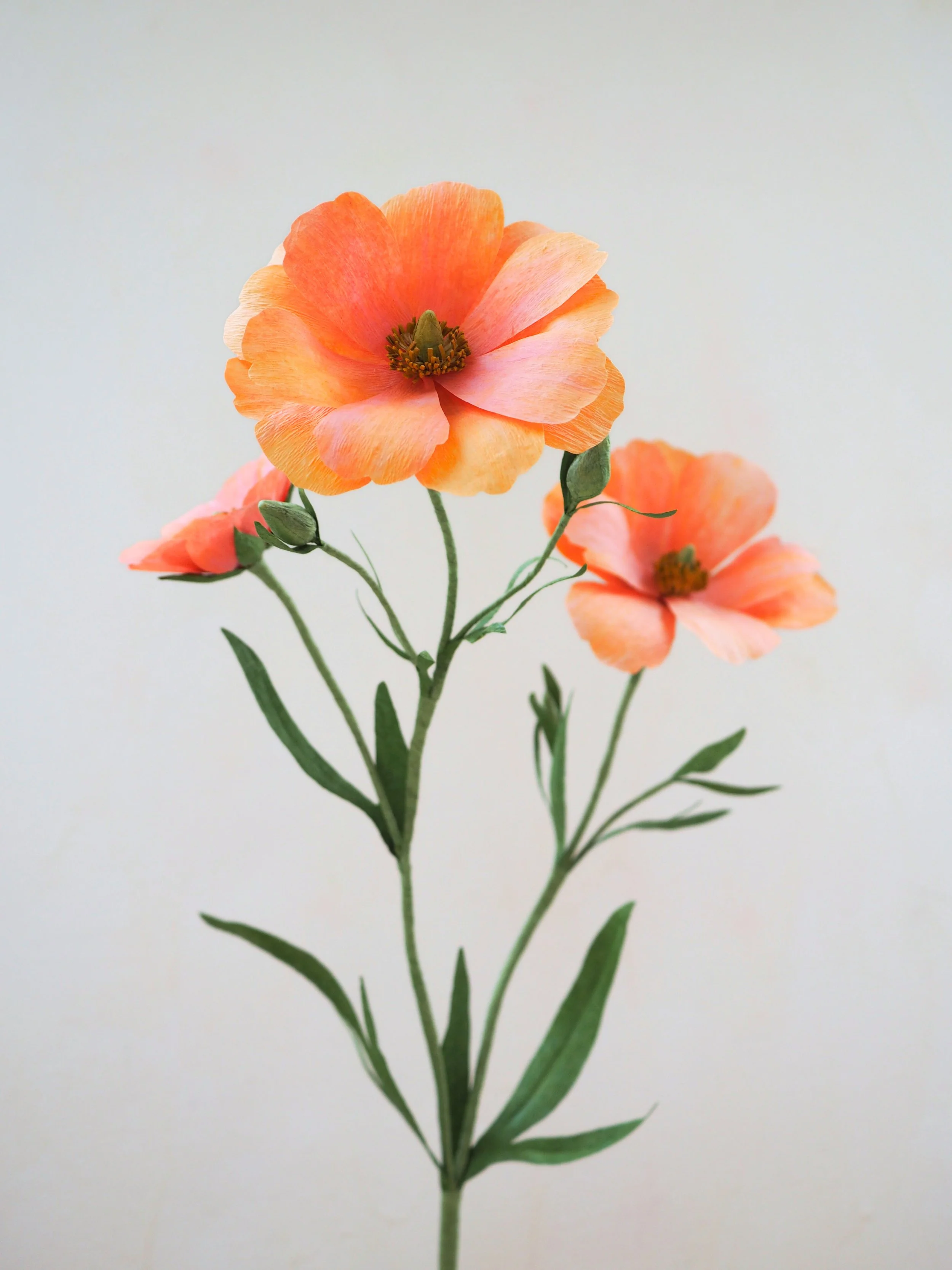 A close-up image of peach-colored poppy flowers against a plain light background.