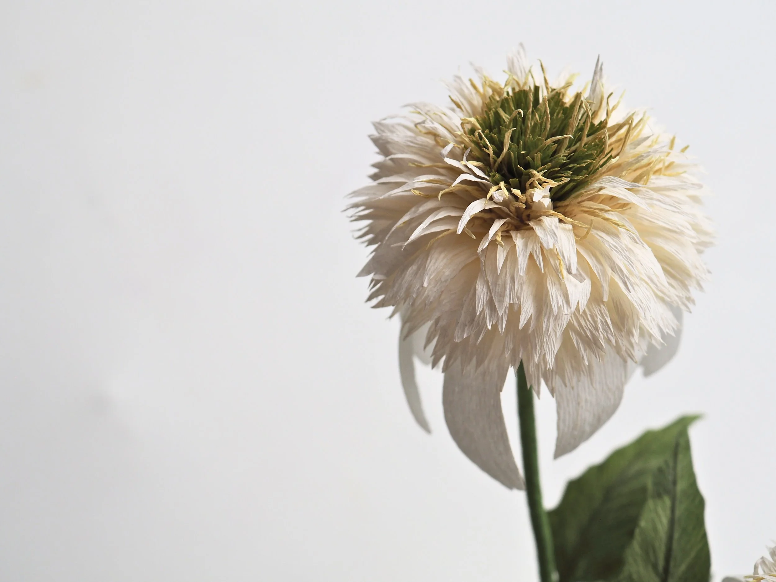 Close-up of a blooming white dahlia flower with a green stem and large green leaf, against a plain white background.