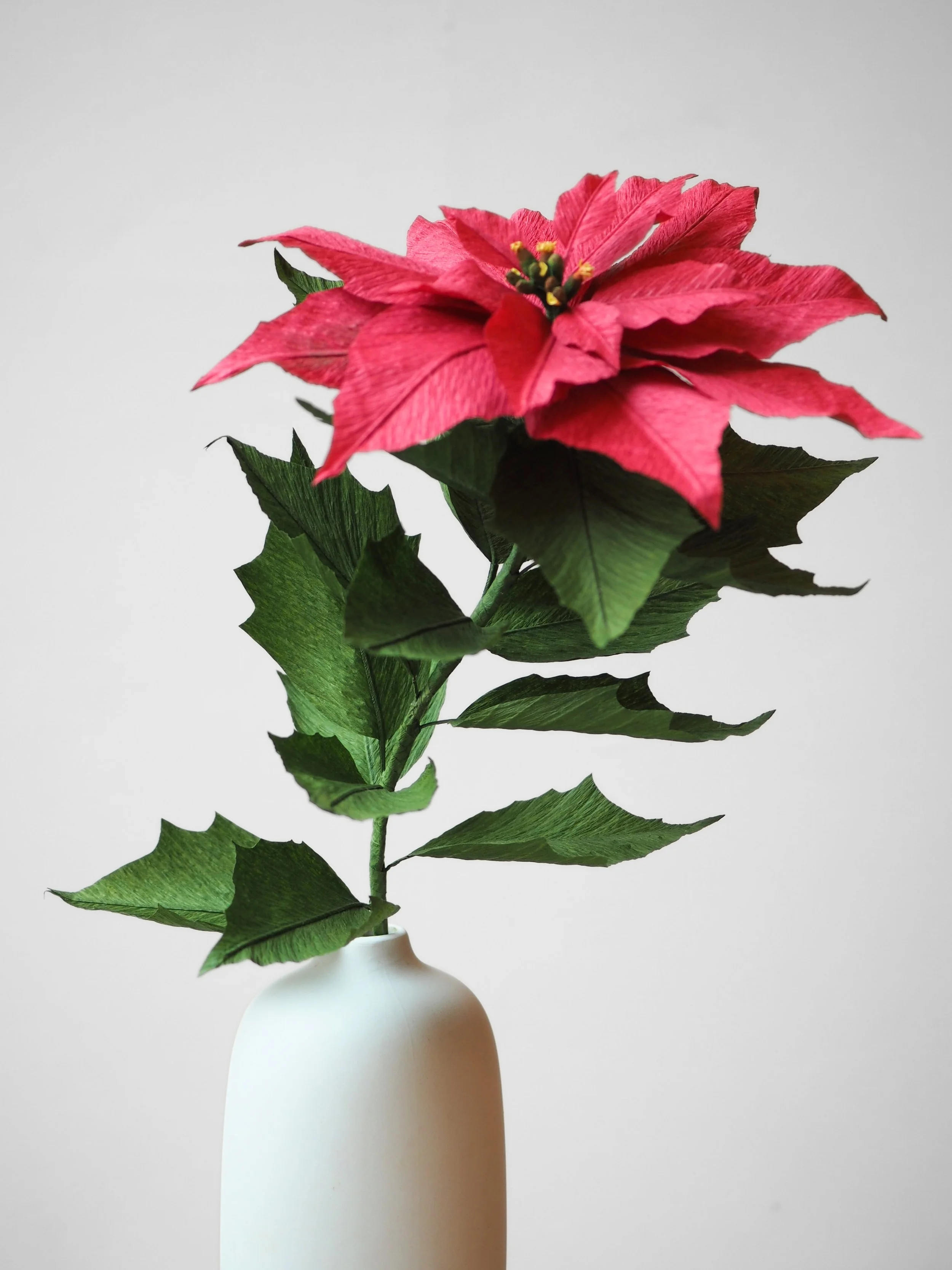 A pink poinsettia flower in a white vase against a plain background.