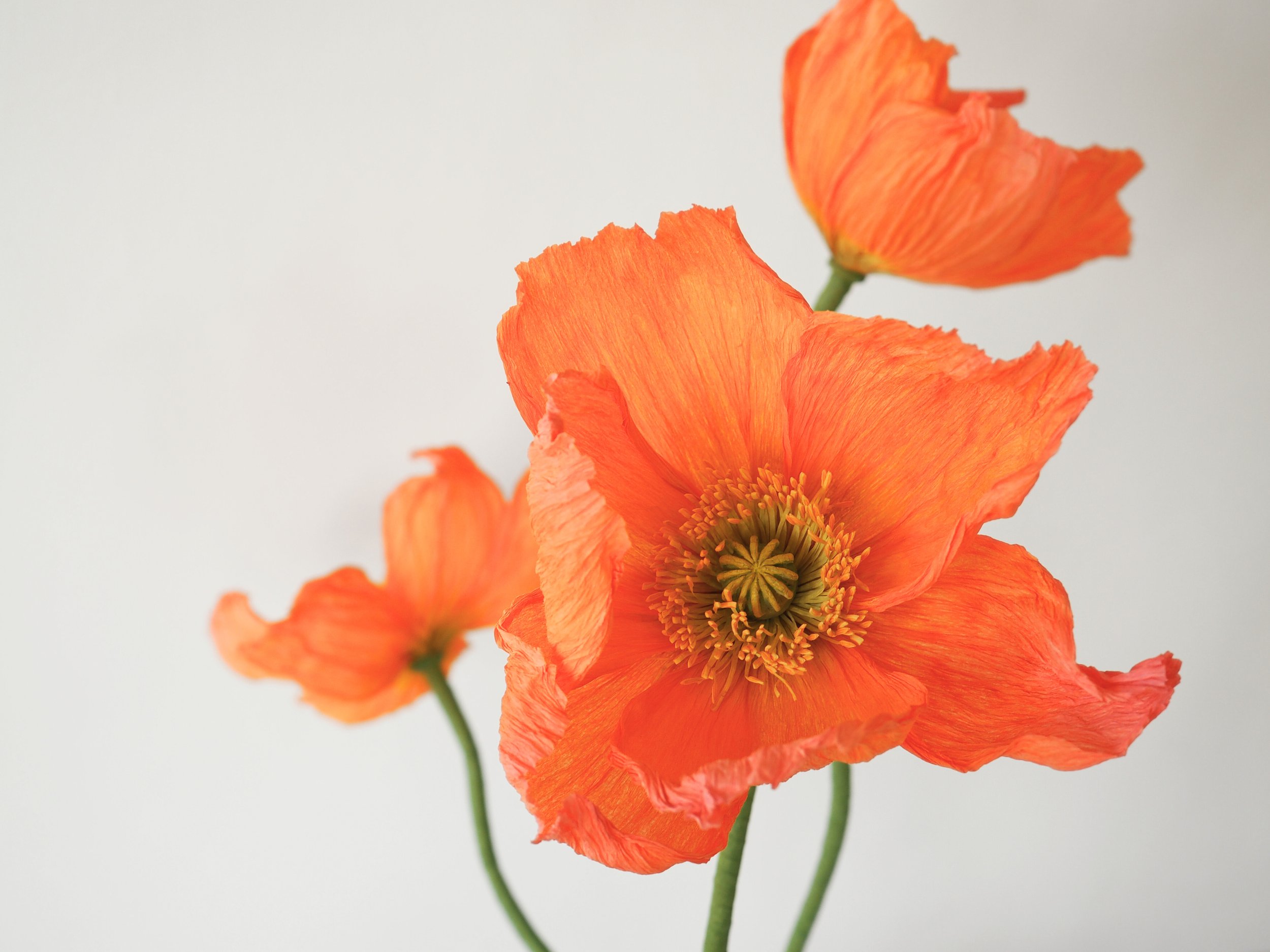 Icelandic Poppy