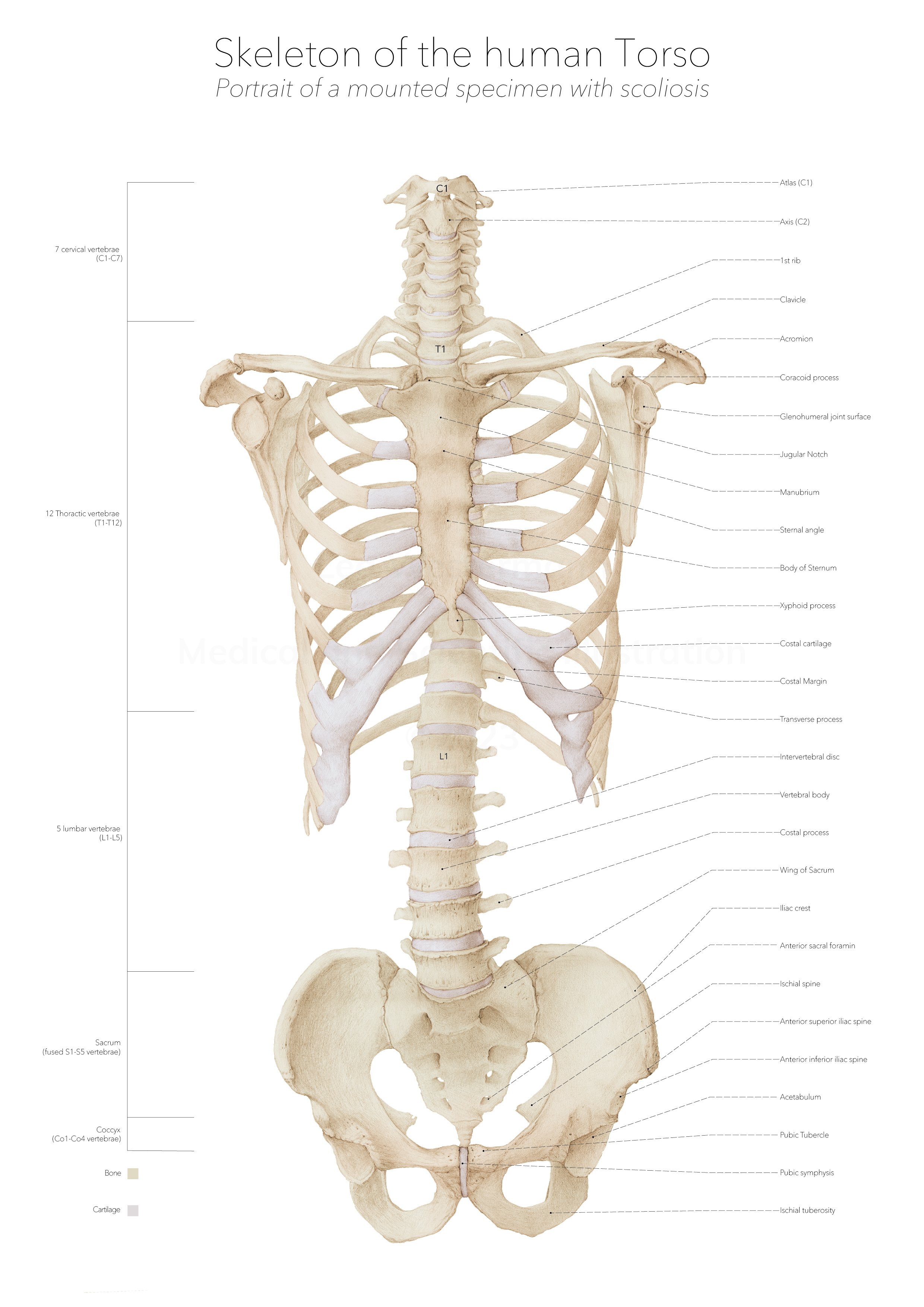 Skeleton of the Human Torso
Portrait of the skeletal structures of a human torso, created for an educational poster. It highlights bones and key anatomical features observed from a mounted specimen exhibiting scoliosis.
© 2023