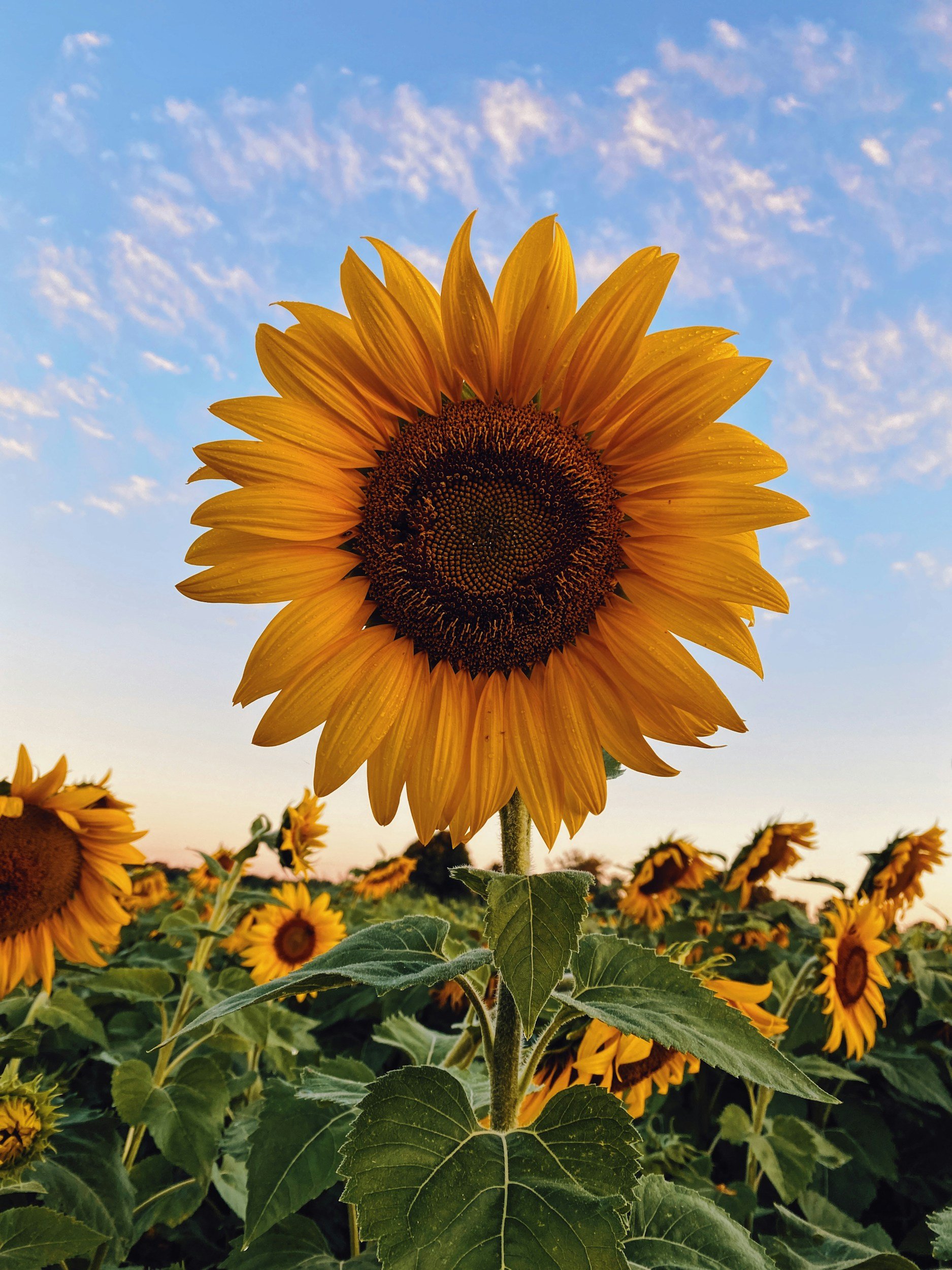 Close-up of a sunflower in a sunflower field at sunset with a sky filled with light clouds.