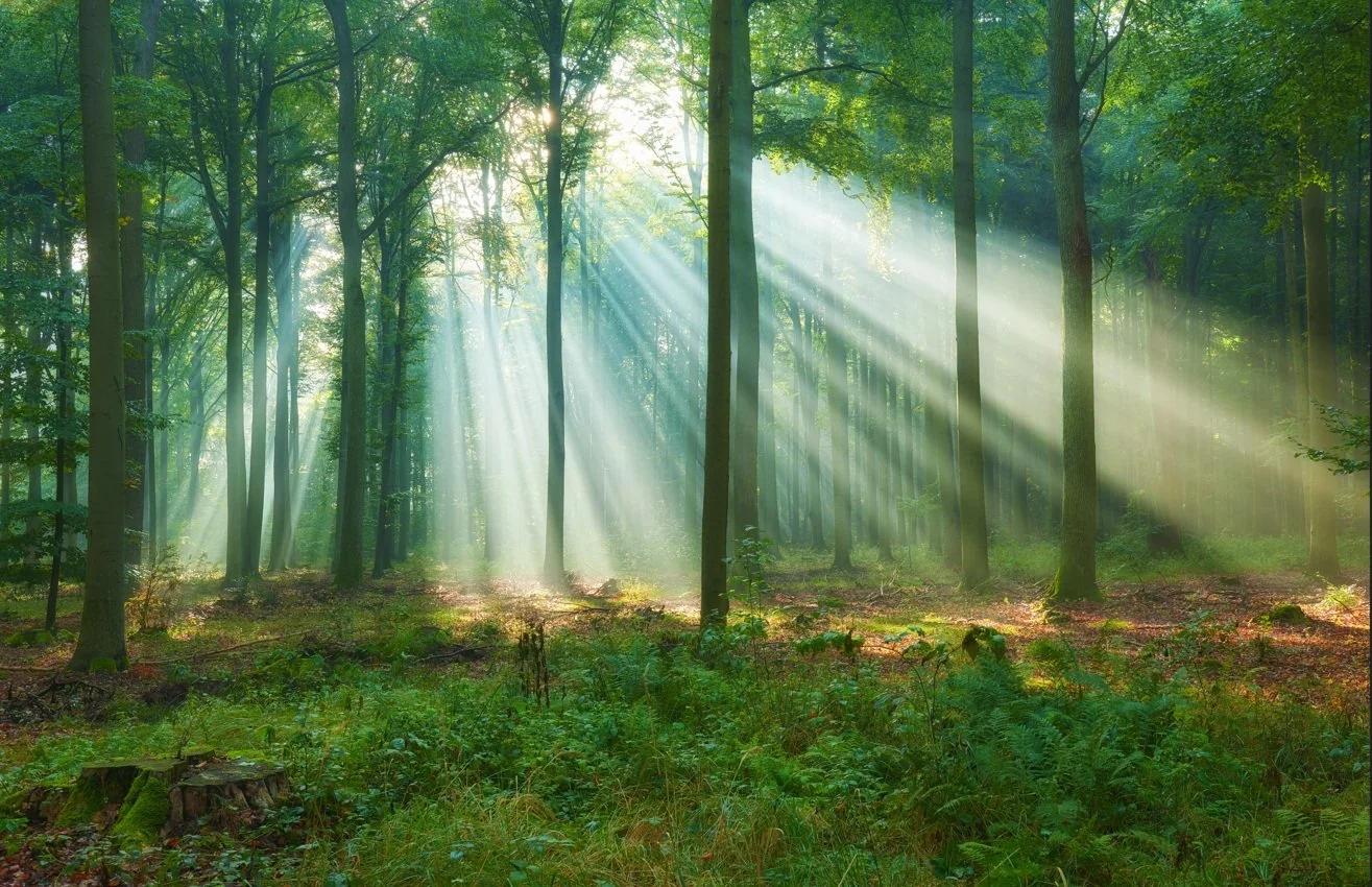 Elverkraft - den glemte naturlighed