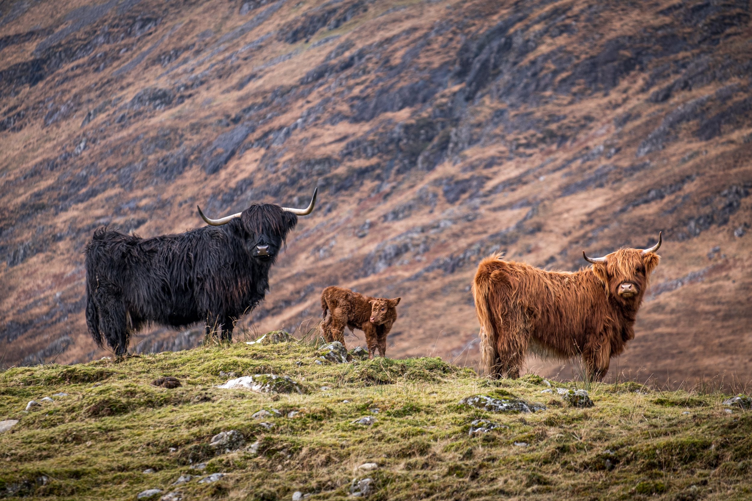 Three Highlanders in Glen Strae