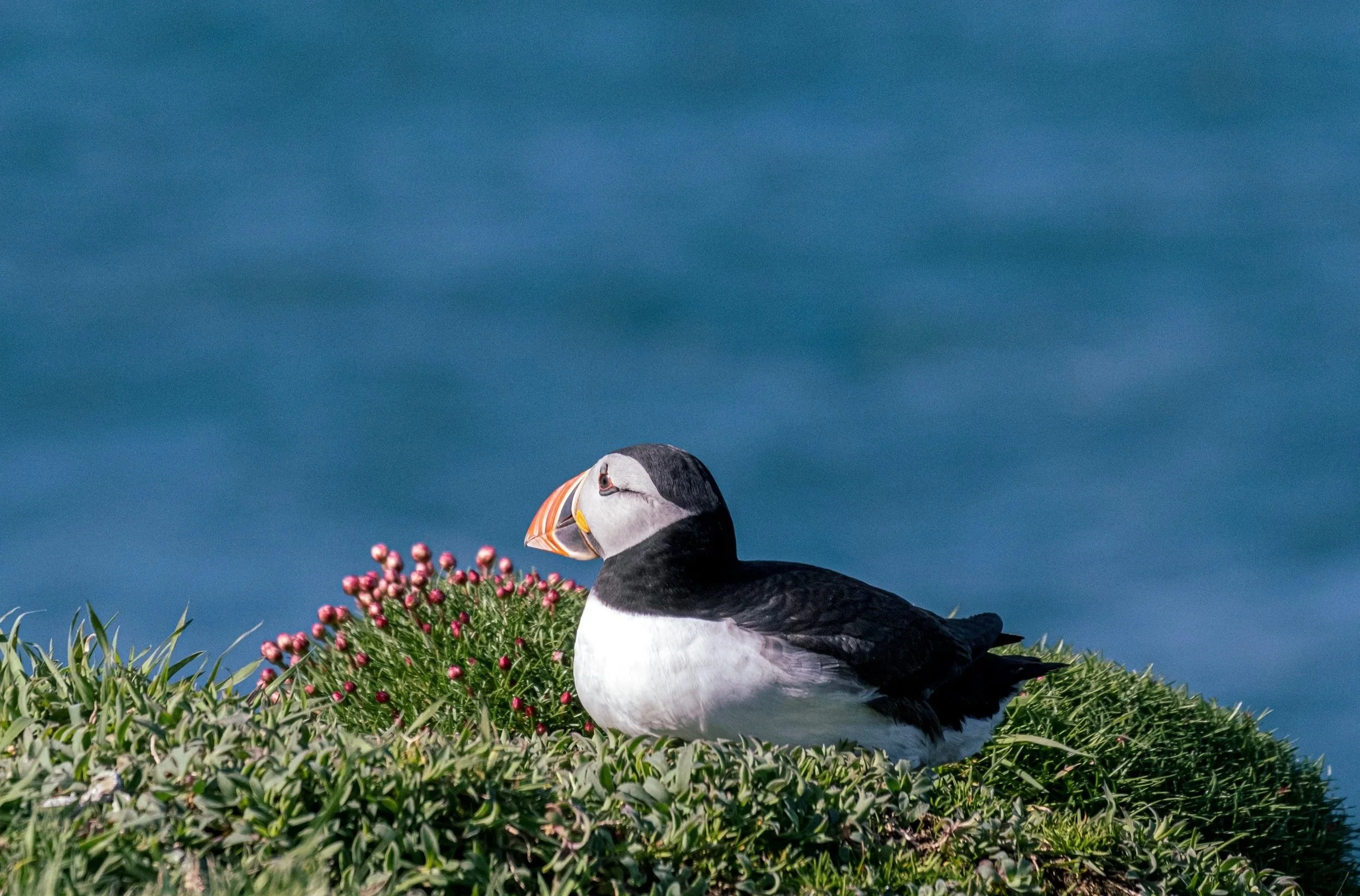 Puffin, Lunga, Treshnish Isles