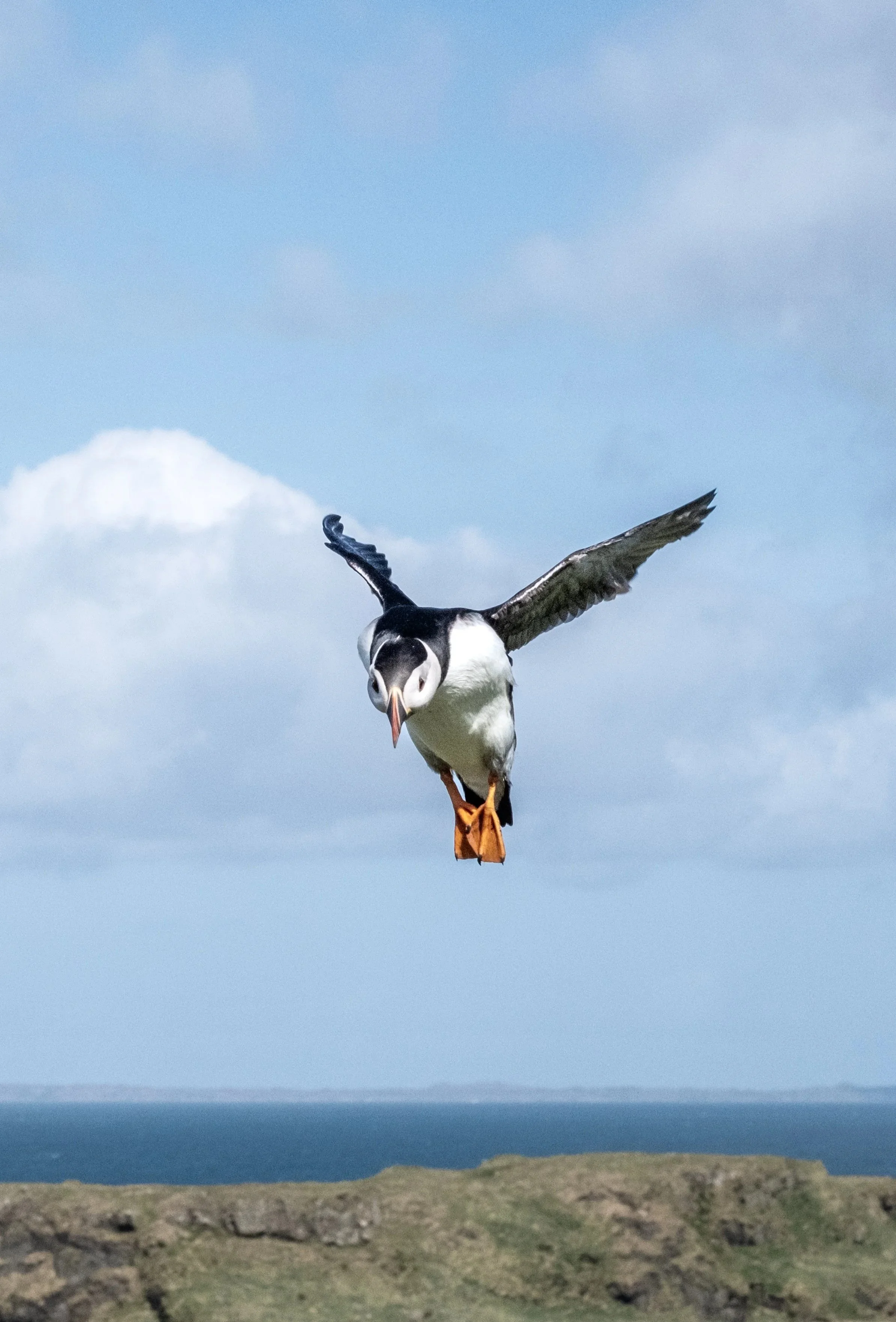 Puffin on approach, Lunga