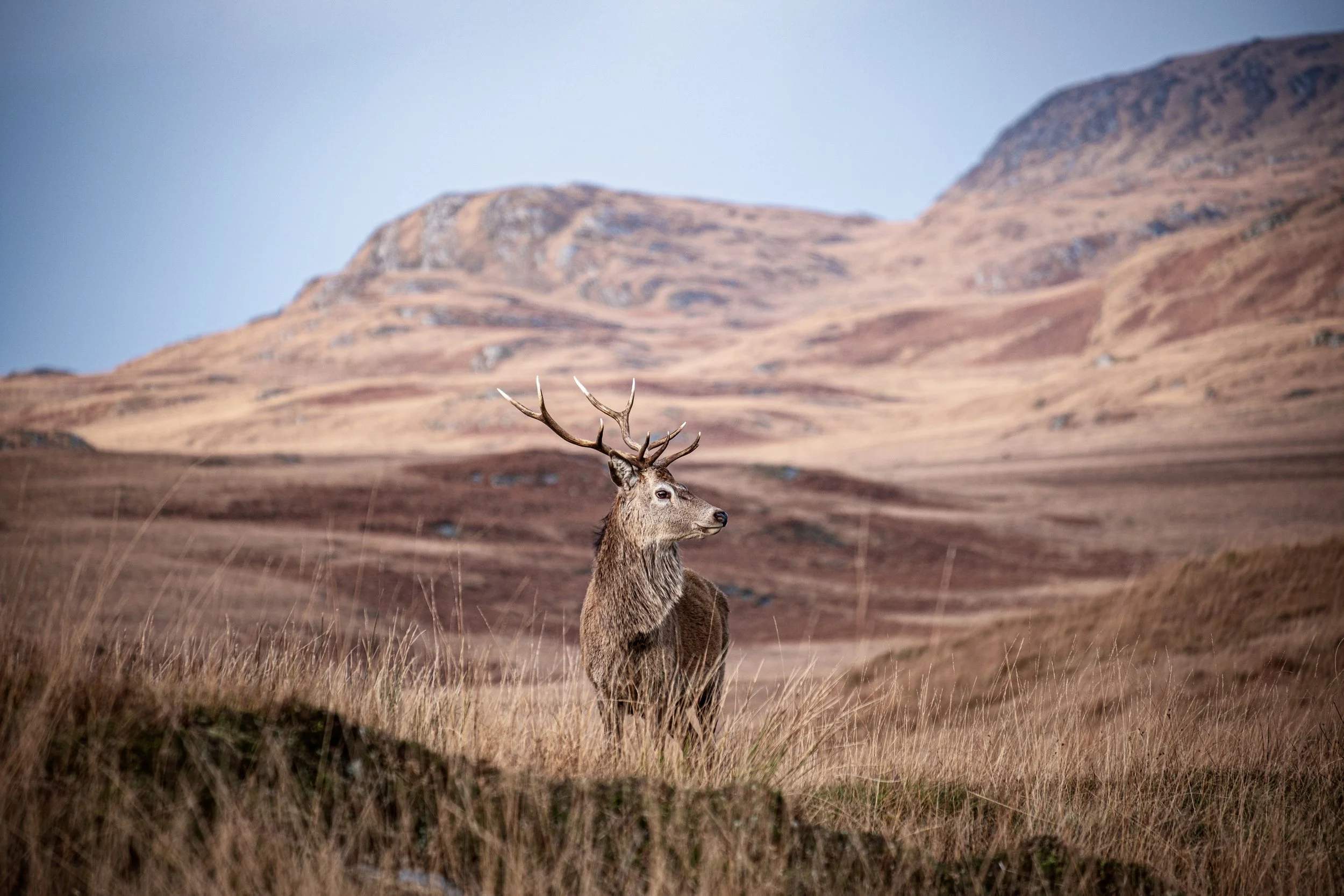 Monarch of the Island (Jura)