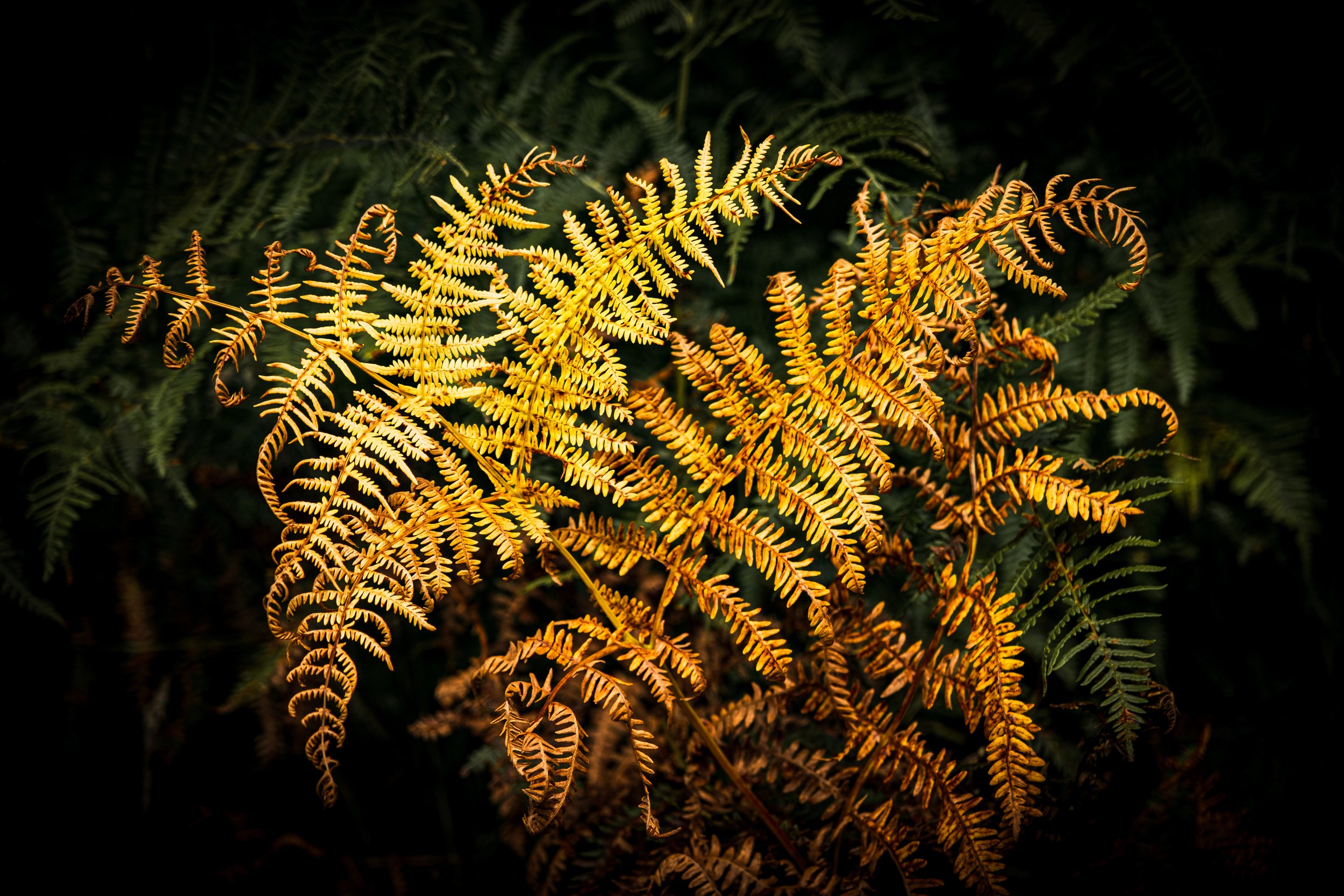 Bracken, Meall Glas