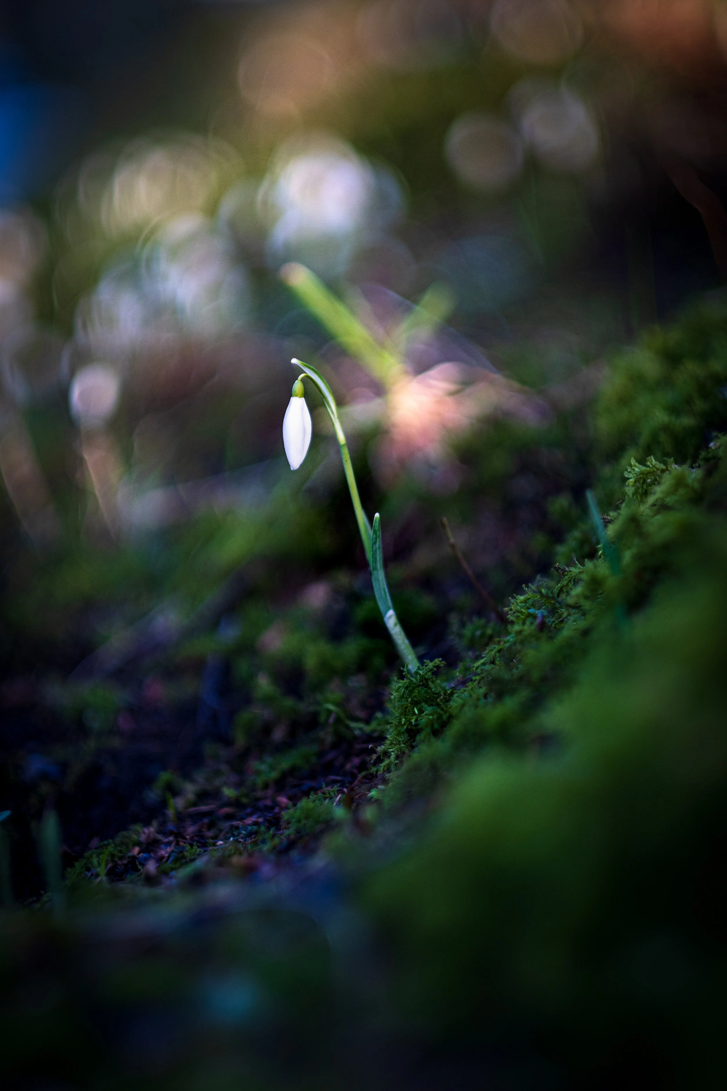 Snowdrop