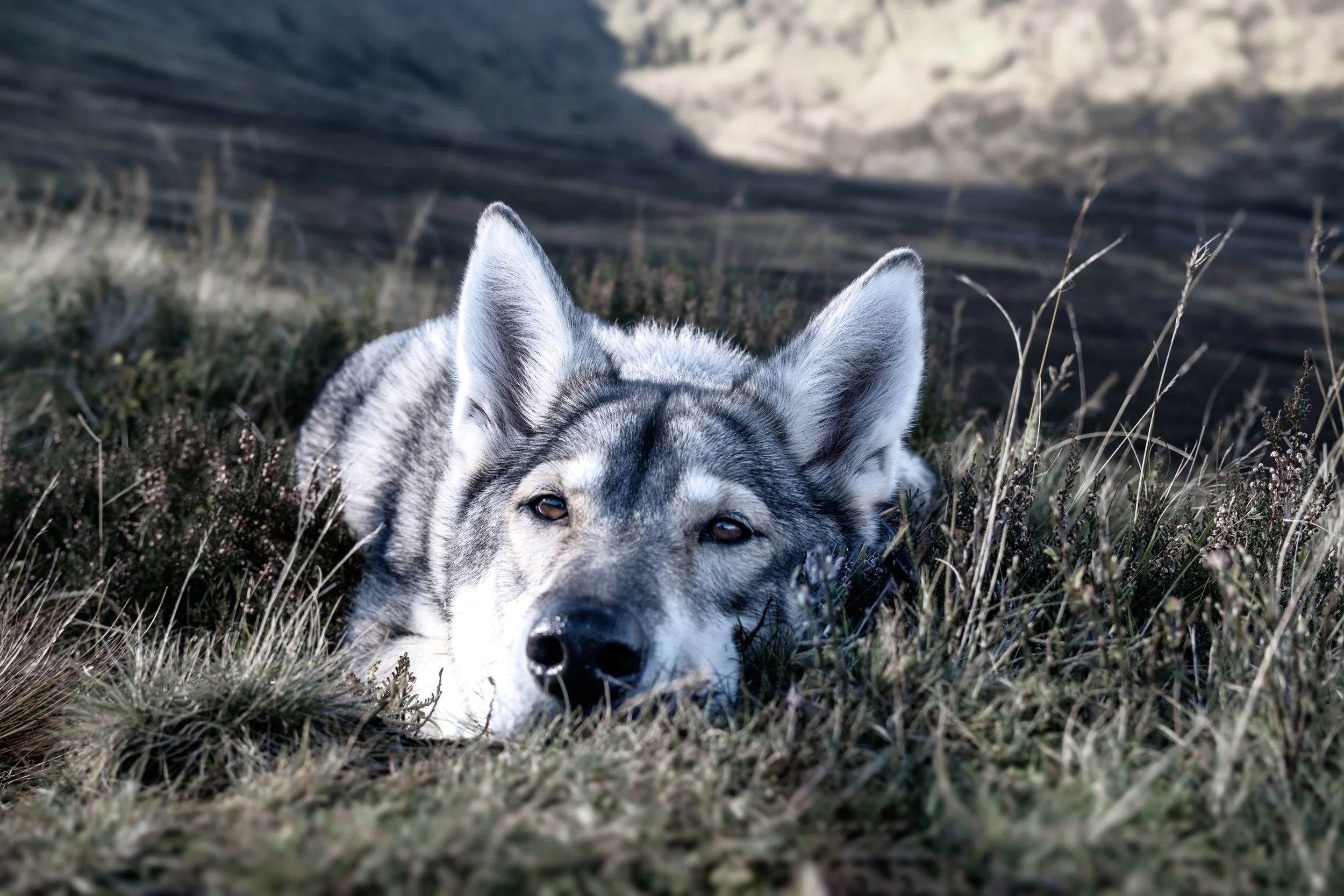 Brèagh resting on Ben Vorlich (Loch Earn)