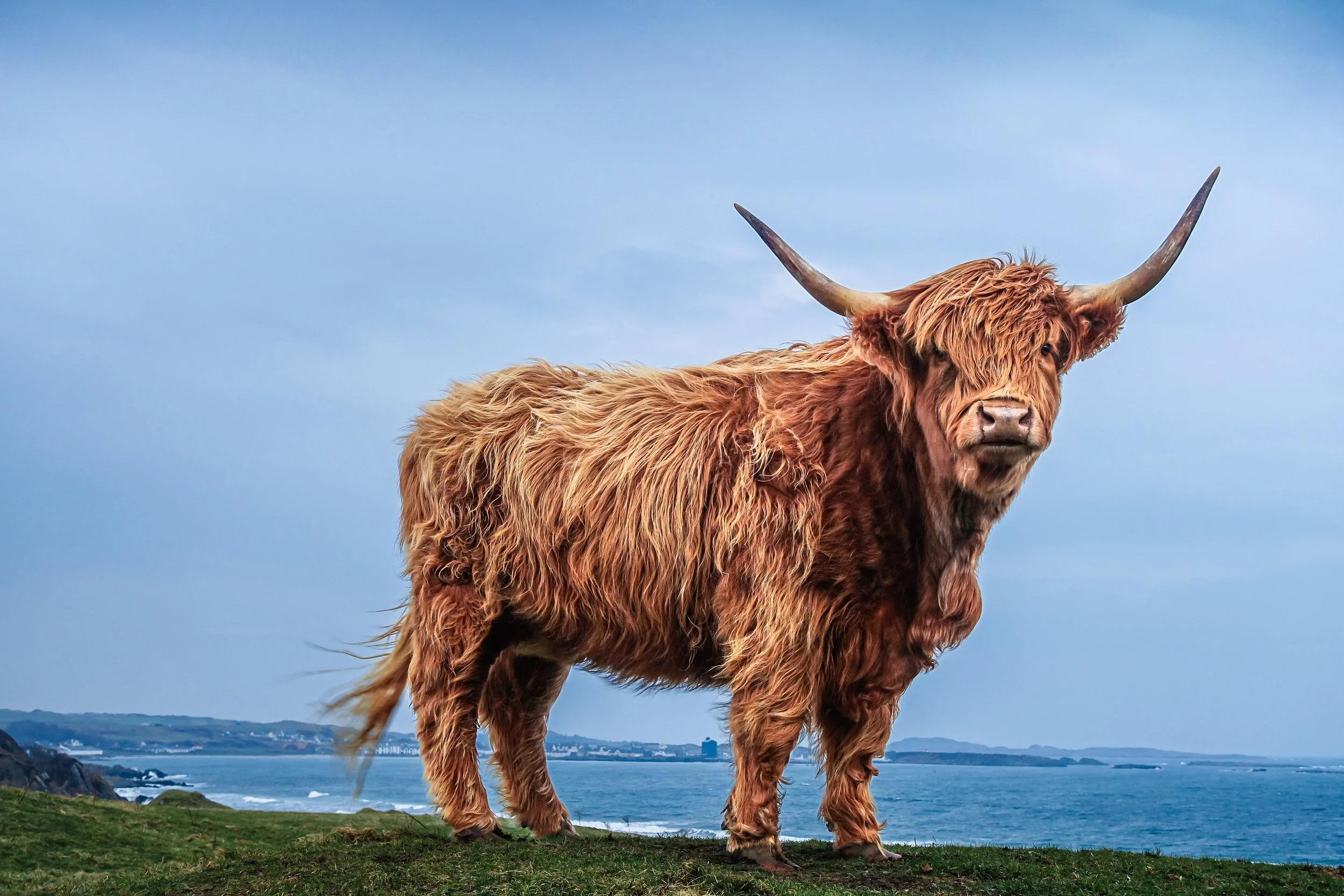 Highland Cow, Kilnaughton, Islay