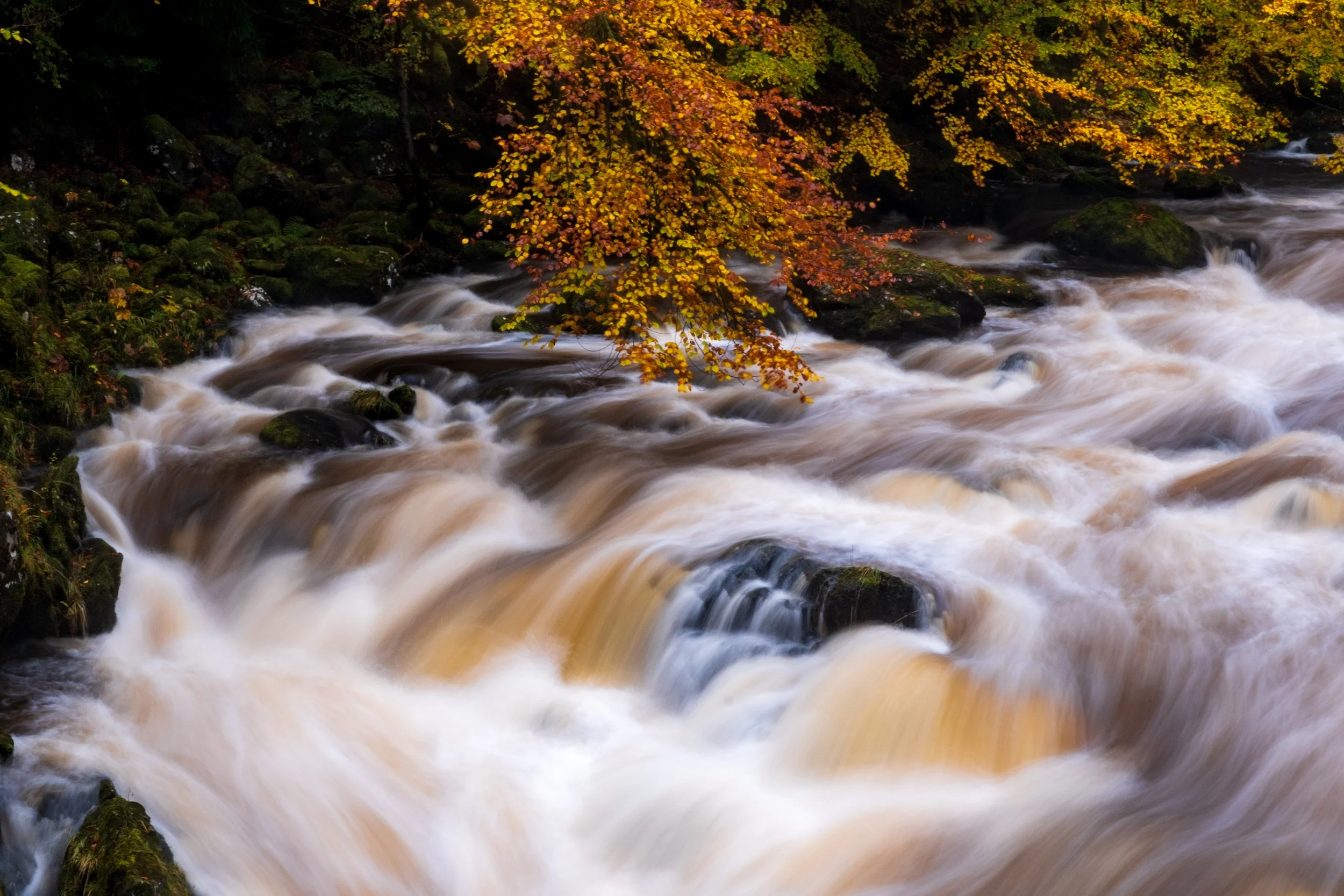 Autum at The Hermitage, Dunkeld
