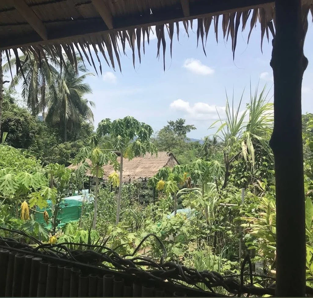 View of lush tropical garden with trees, plants, and thatched roof hut in the distance, seen from under a roof with hanging palm leaves.