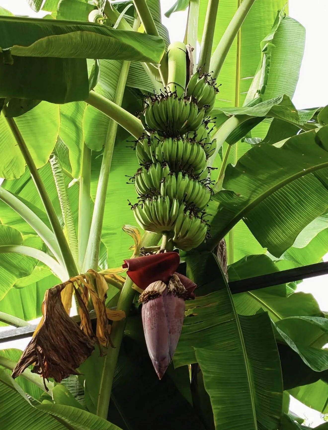 Cluster of green bananas hanging from a banana plant with large green leaves, some yellowing and a brown leaf at the bottom.