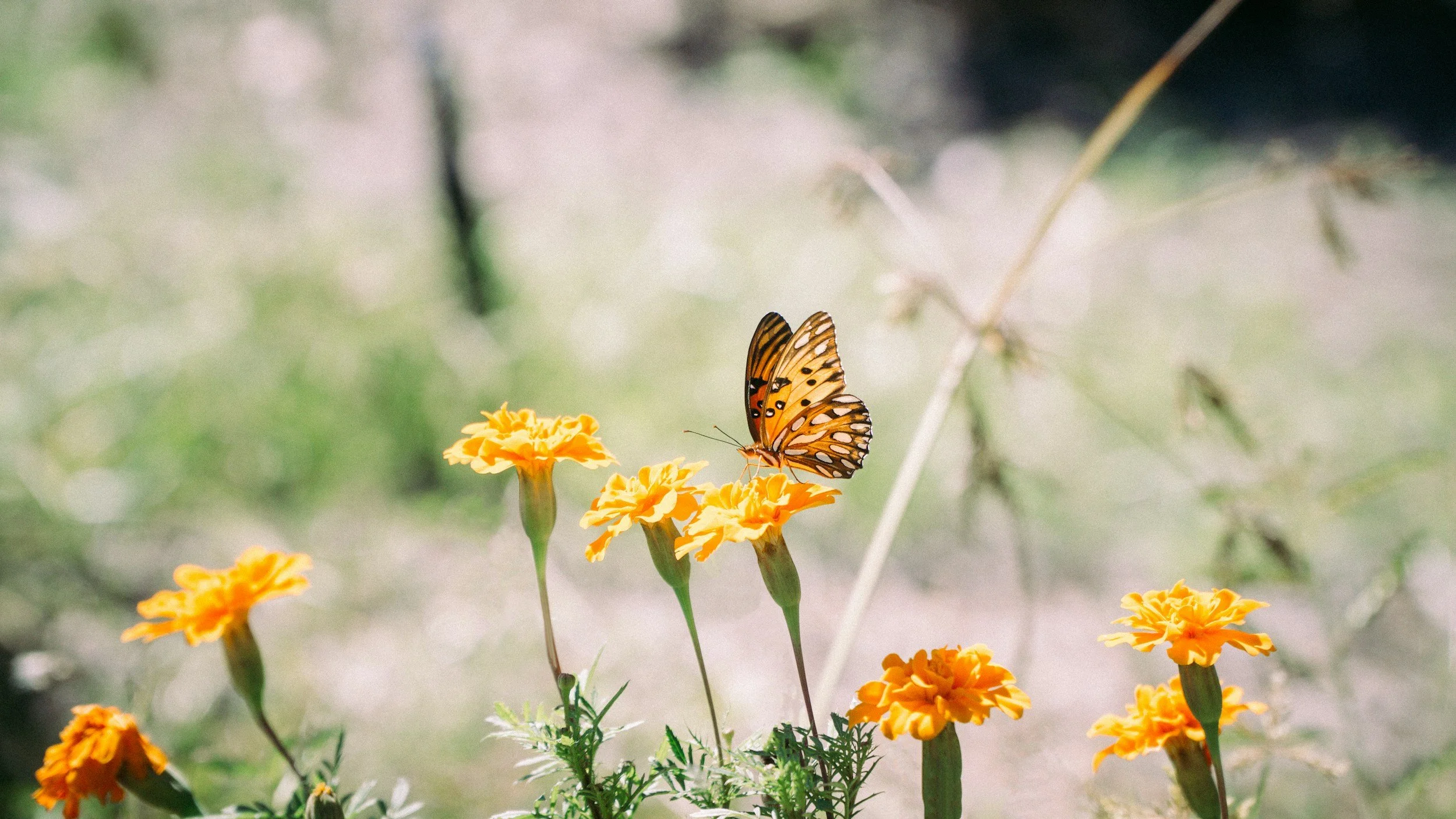 unsplash-image-eF3mZwA-GaU.jpg