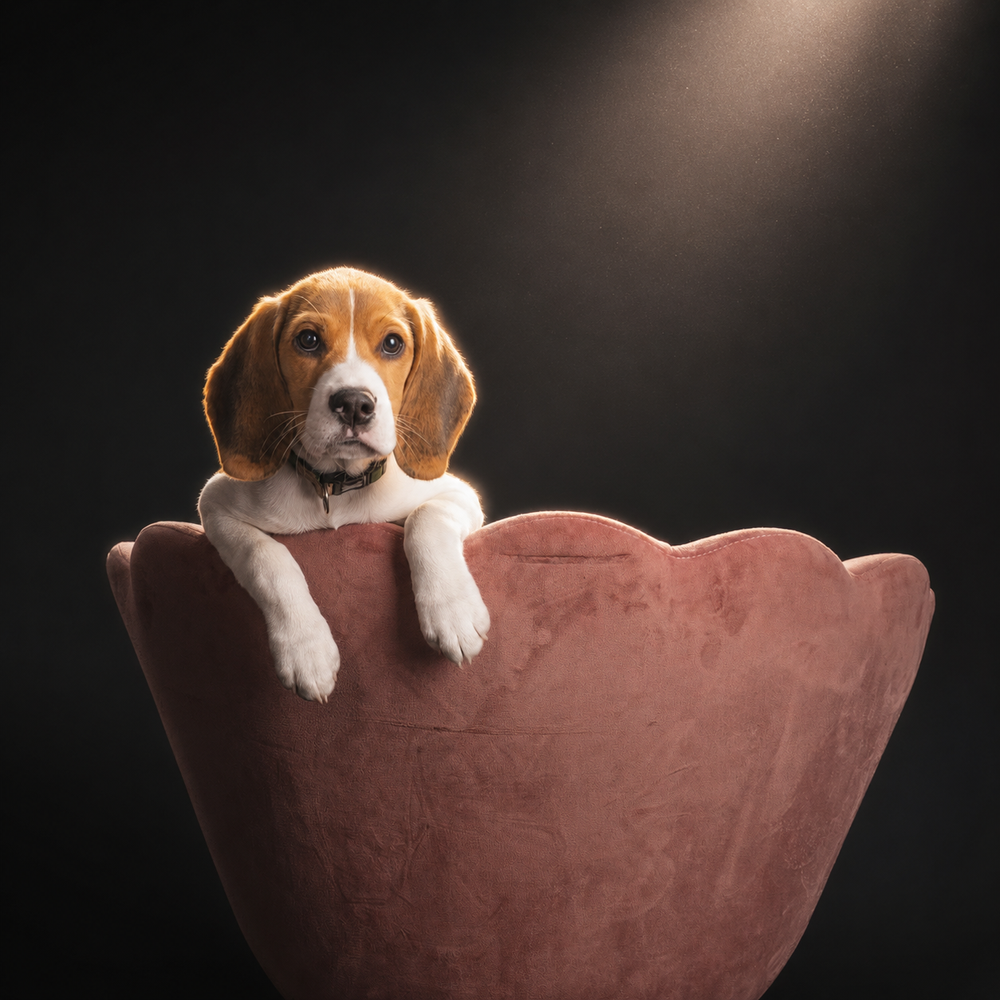 Welcoming a New Adventure | Pet Photography at My New Home Studio