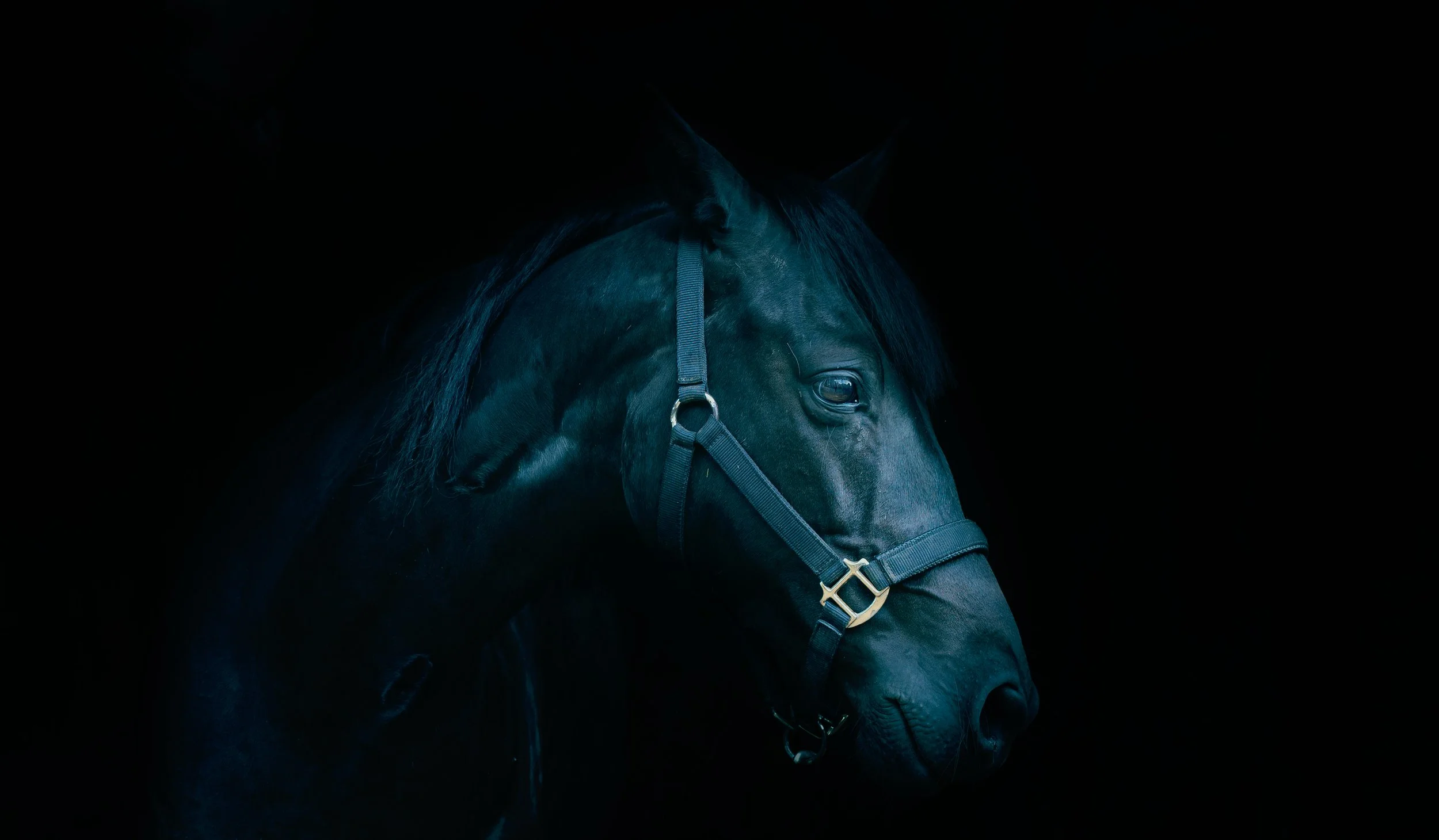 Close-up of a black horse's head with a halter, set against a dark background.