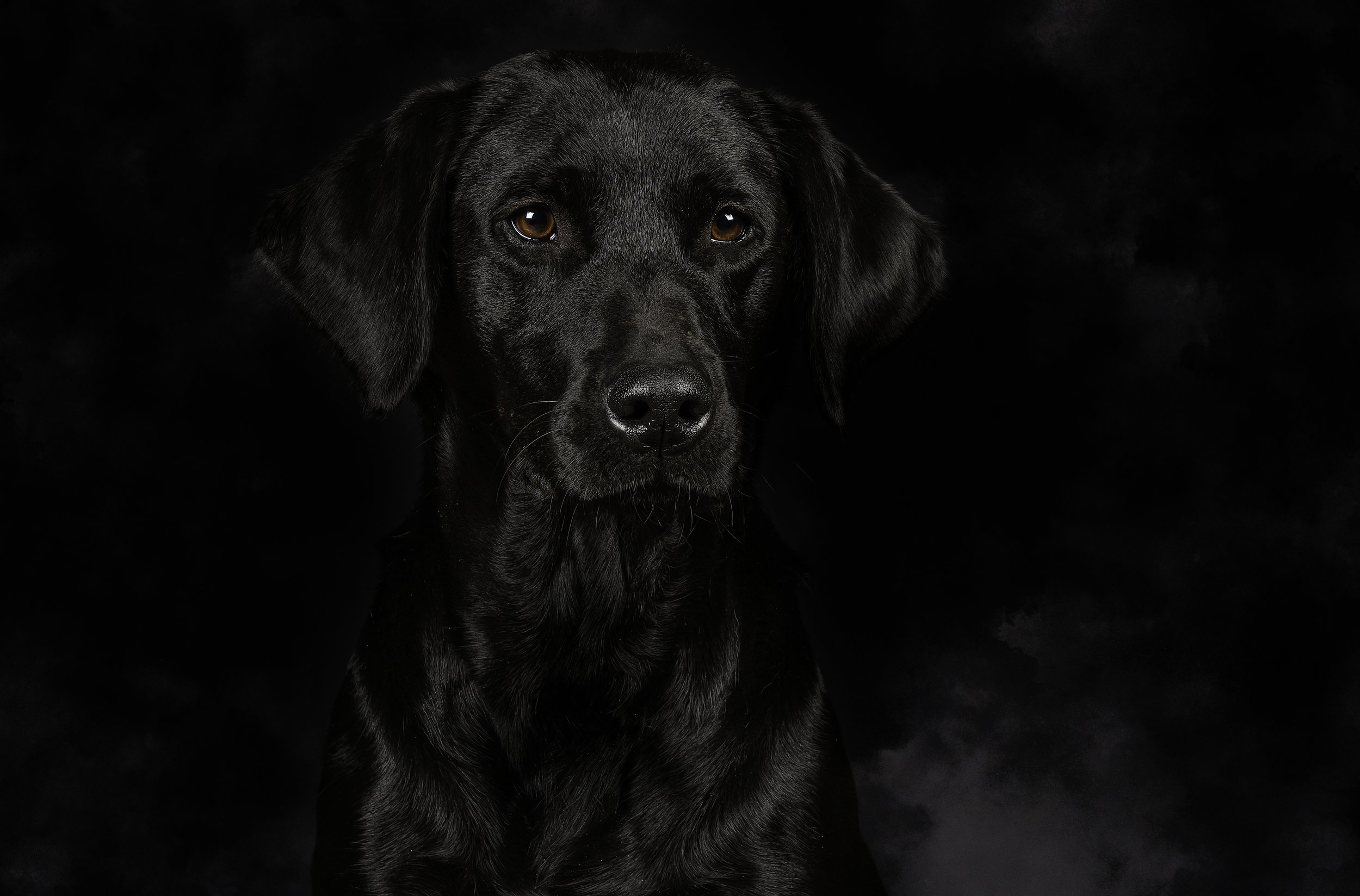 Close-up of a black dog with brown eyes against a dark background.