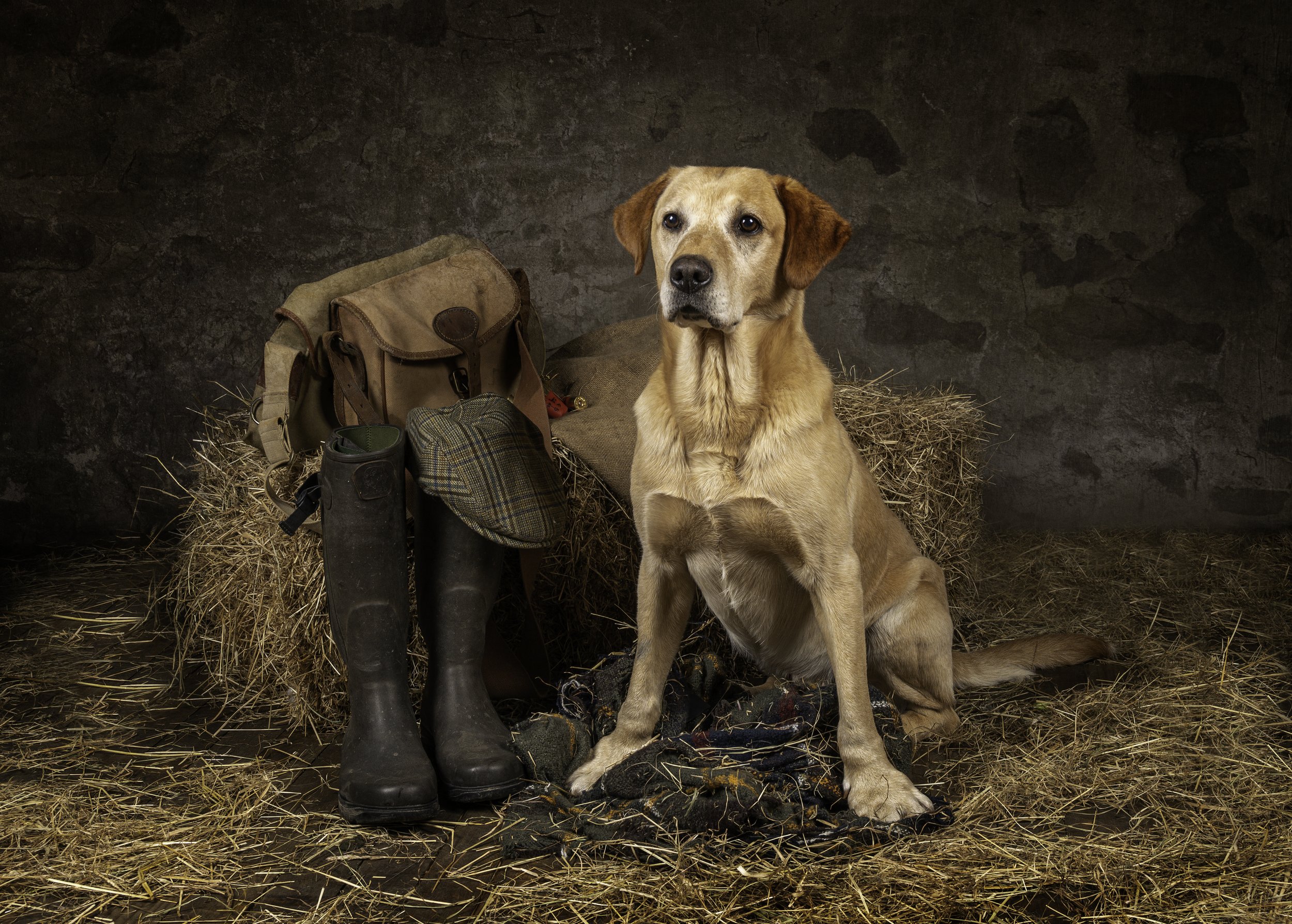 A yellow Labrador Retriever sitting on a hay-covered floor in front of a rustic stone wall, alongside a pair of black rubber boots, a carrying bag, and a briefcase.