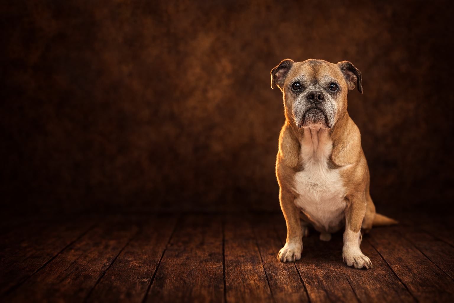 A small brown and white dog sitting on a wooden floor against a dark brown background.