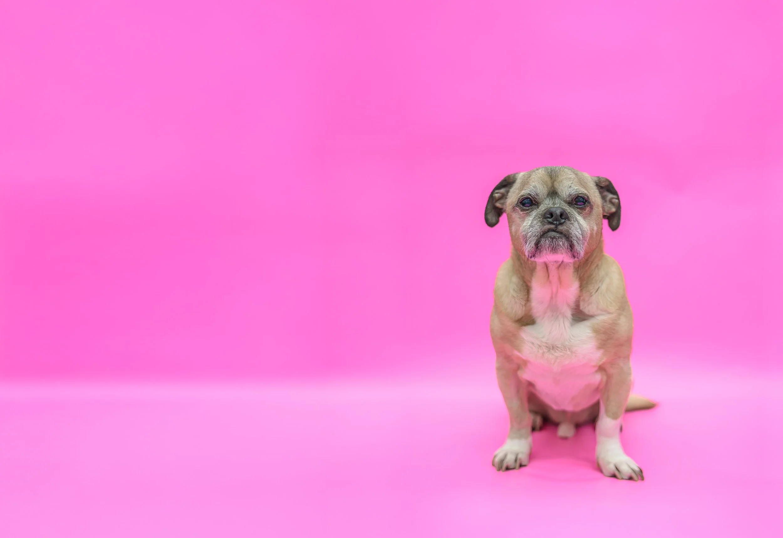 A small, brown and white puppy sitting on a pink background.