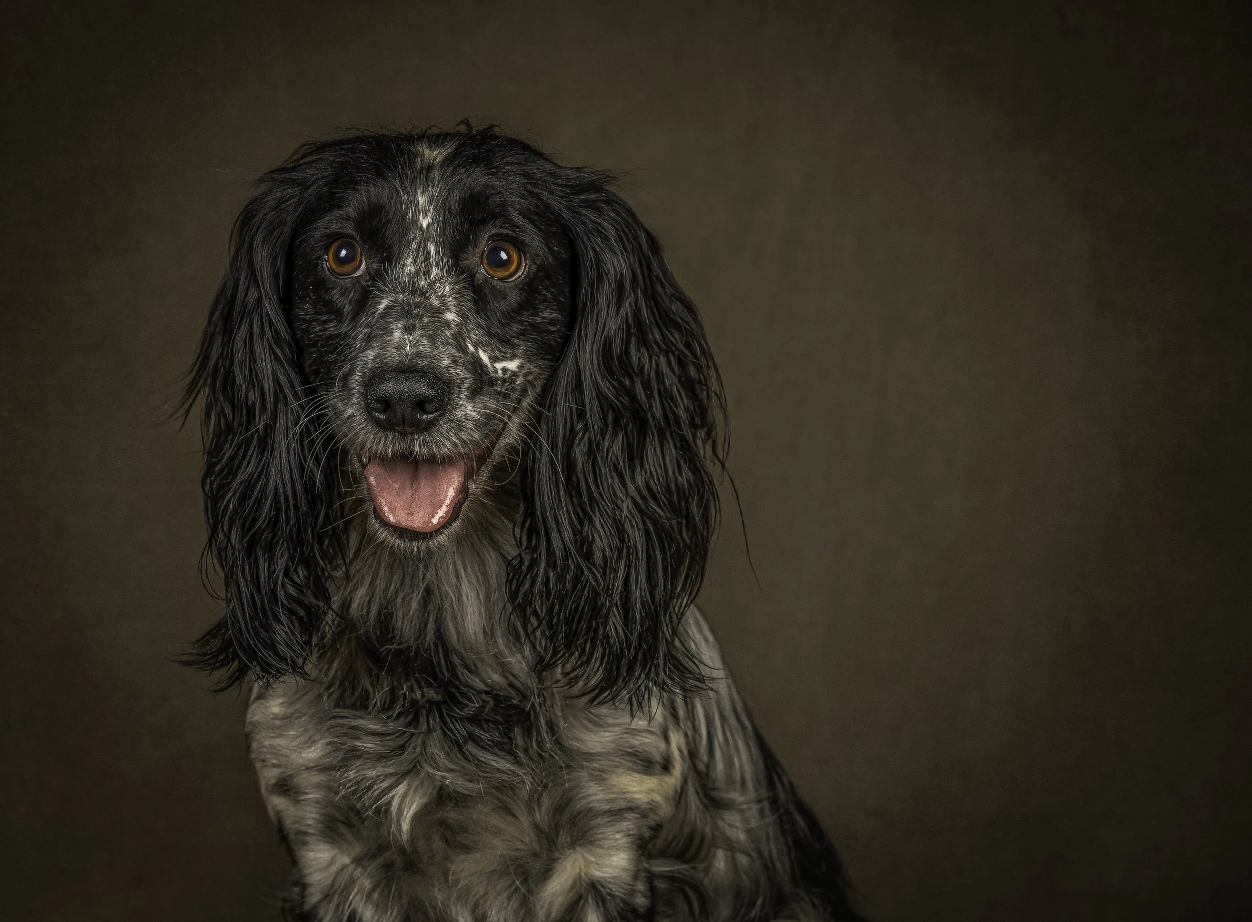 A cheerful dog with long, wet black and white fur sitting against a plain brown background.