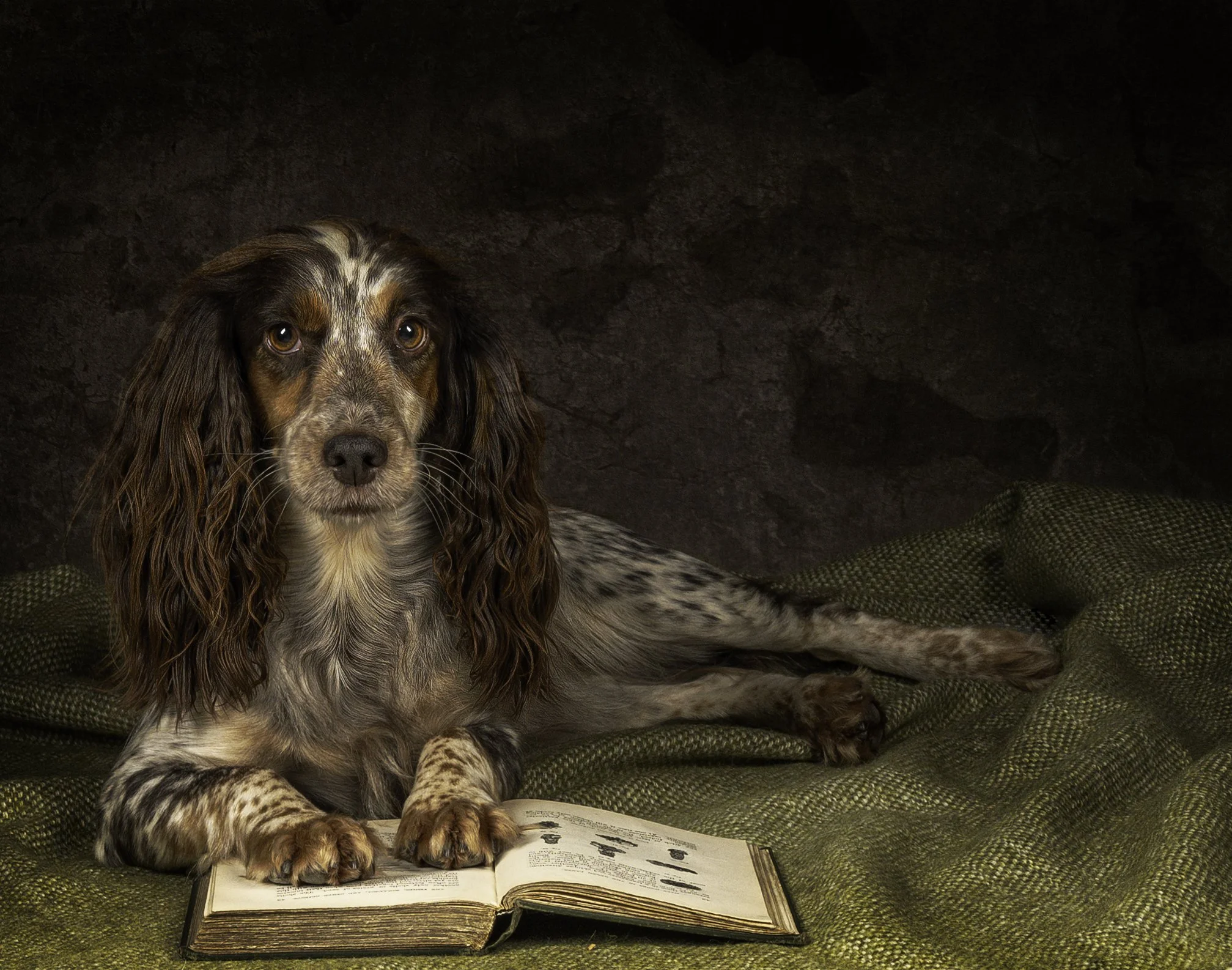 A dog with brown, black, and white fur and long ears is lying on a green textured blanket or cushion, with an open book in front of it. The dog is indoors, with a dark stone or brick wall in the background.