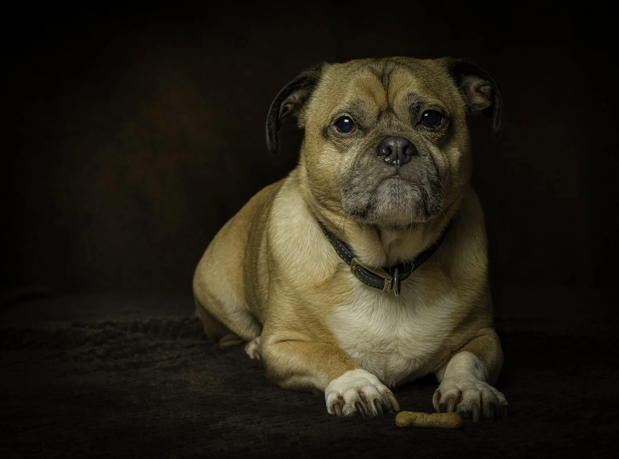 A tan and black pug dog sitting on a dark surface, looking directly at the camera with a serious expression.