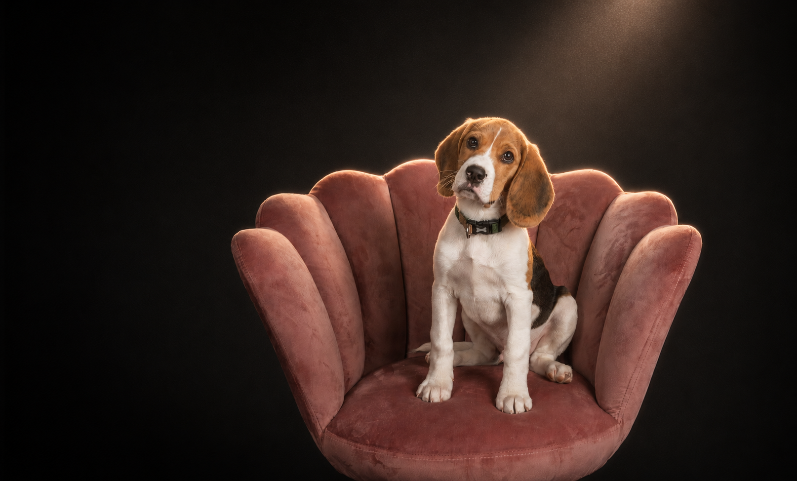 A cute puppy sitting on a vintage red velvet armchair with a dark background.