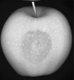 Detecting higher moisture density