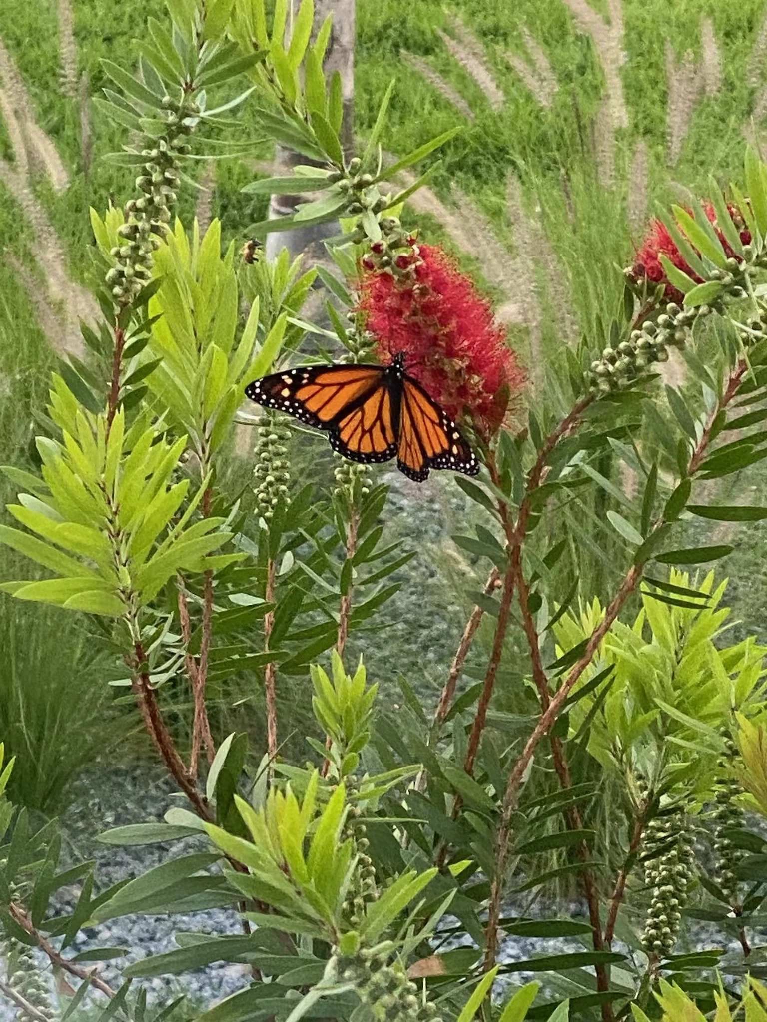 Biophilic landscape design, wellness garden ideas, patio design ideas, wellness landscape design ideas