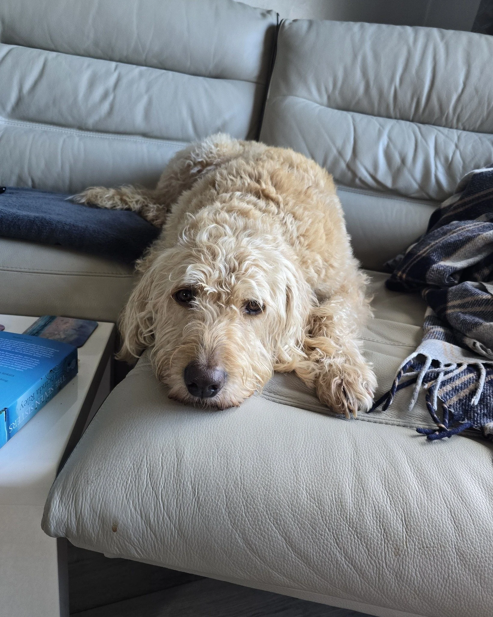 Mood: 0% energy, 100% cute 🐶💤
Angus has officially entered full sofa melt mode
No thoughts, just vibes (and probably dreaming of snacks).
Anyone else&rsquo;s dog go from chaos to cuddle puddle in 0.2 seconds? 😅
#DogLife #SleepyDog #LabradoodleLife