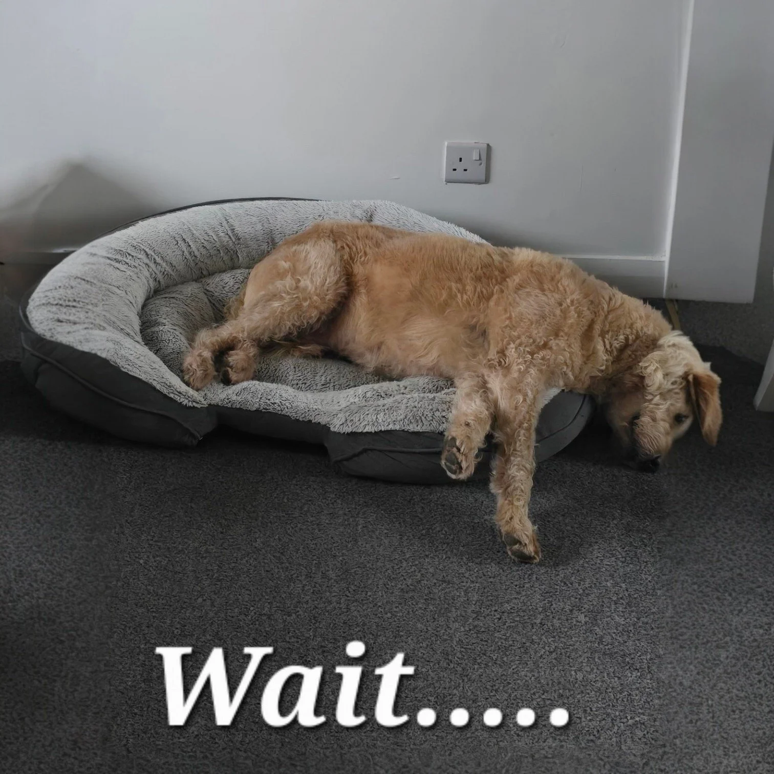 Don&rsquo;t nap like Angus&hellip; 💤
Grab your Easter treats today before they&rsquo;re gone 🐣💛

#dogsofinstagram #dogtreatsuk #naturaldogtreats #dogtreats #ukdogbusiness #dogloversuk #doglife #happydog #doggiftideas #easterfordogs #dogeaster #dog