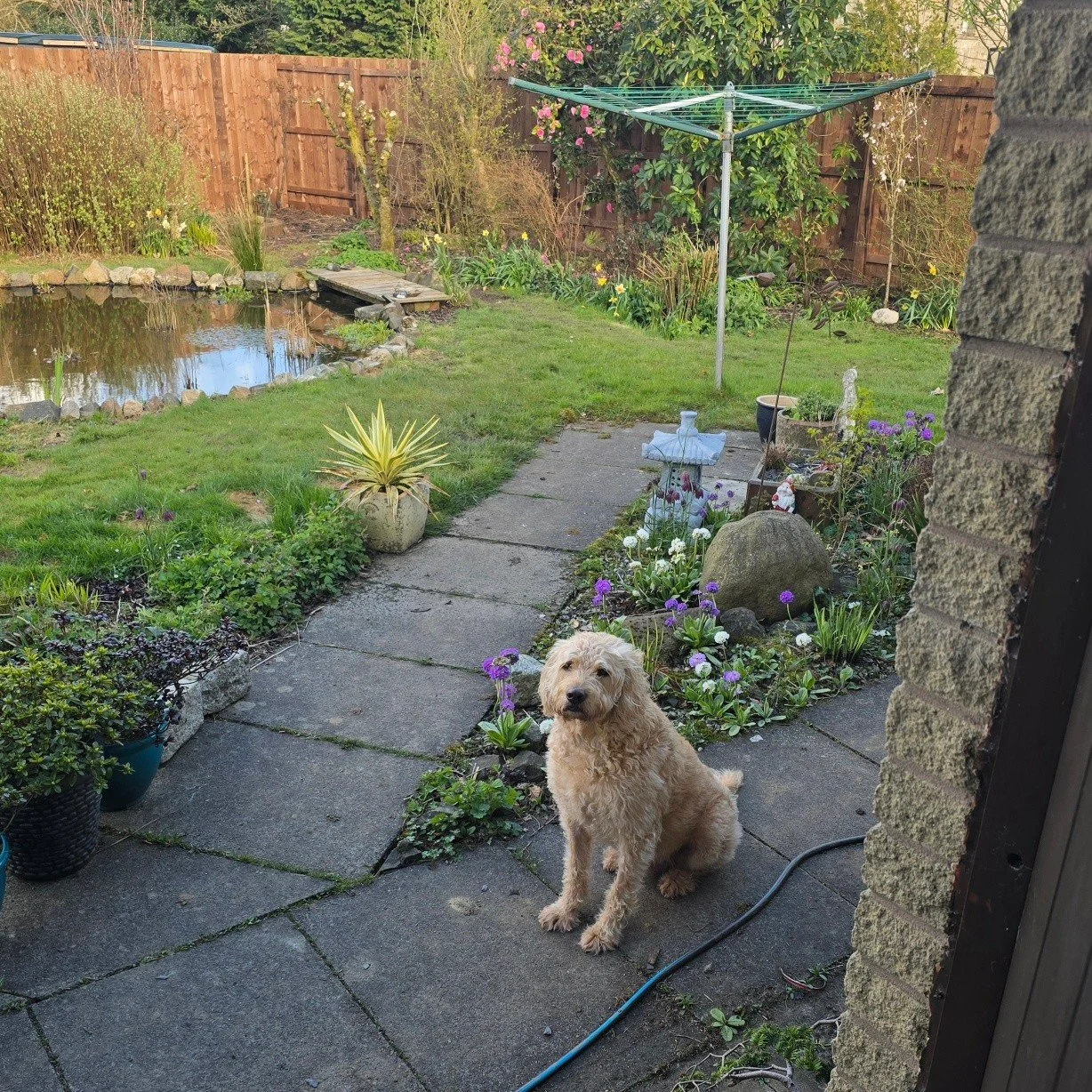 &ldquo;I&rsquo;ll consider coming in&hellip; after a proper walk, thanks.&rdquo; 🐾

(Excuse me while I remind him he&rsquo;s meant to be resting that sore paw 🙄)

#DogLife #StubbornDog #WalkiesPlease #DogHumour #SorePawClub #RestDayNotHisChoice #Do