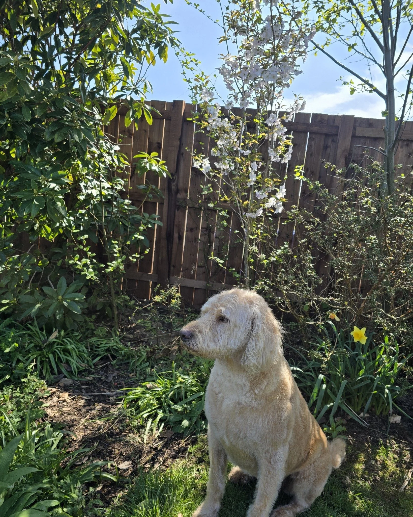 &ldquo;New trim, same star power&hellip; someone call the runway, I&rsquo;m ready for my close-up.&rdquo; ✂️🐾✨

#FreshTrim #DogModel #NewHairWhoDis #SpringVibes #GoldenDoodle #DogsofInstagram #PetModel #FluffyButMakeItFashion #GardenGlow #MainCharac